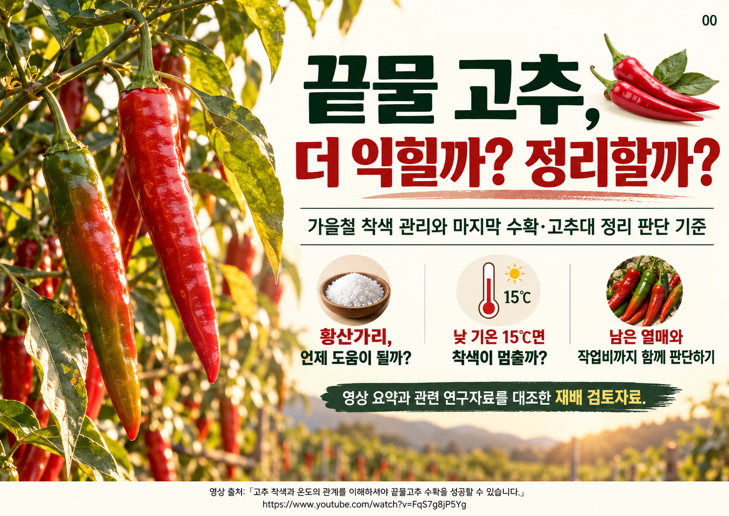 00_끝물고추_착색관리와_정리시기_표지.png