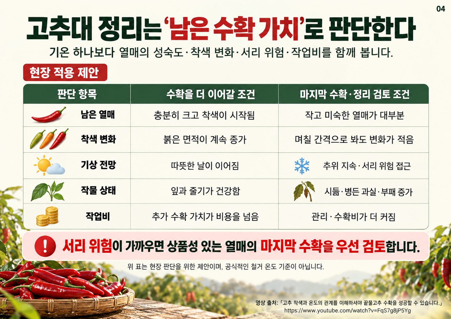 04_끝물고추_마지막수확과_고추대정리기준.png