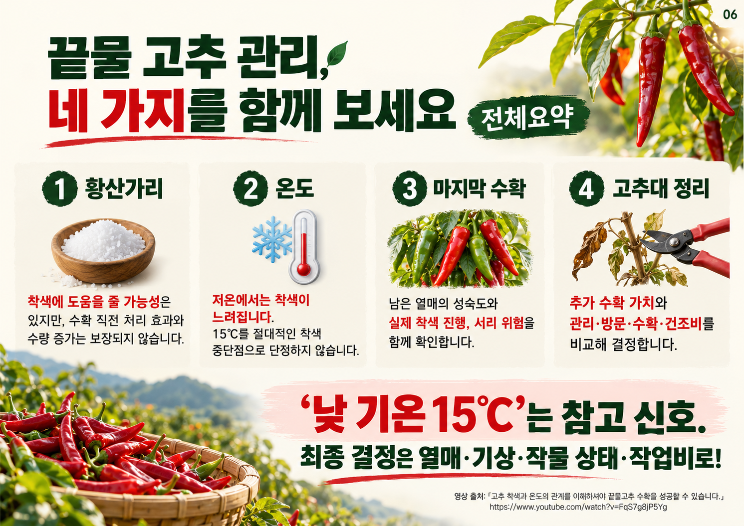 06_끝물고추_착색관리와_정리시기_전체요약.png