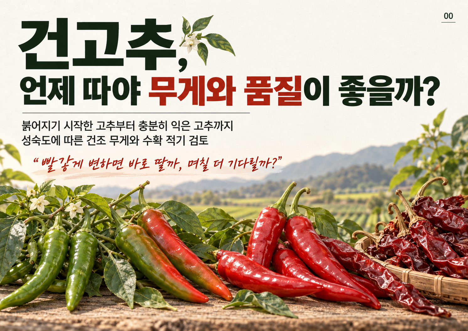 00_건고추_표지.png