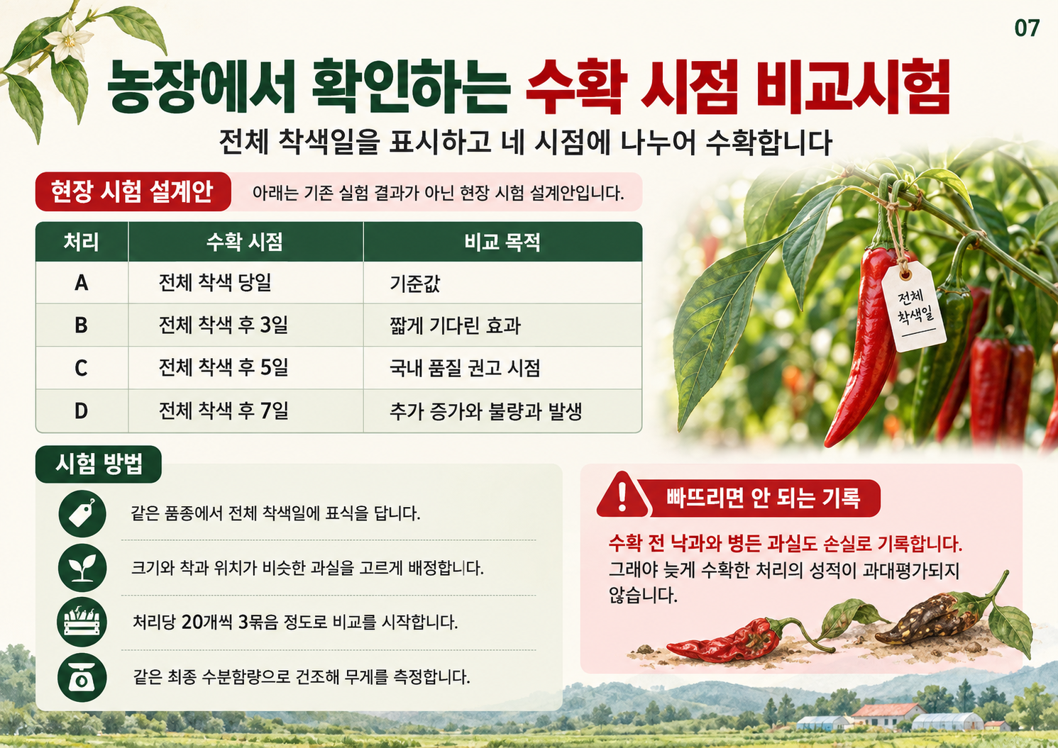 07_건고추_수확시점_비교시험.png