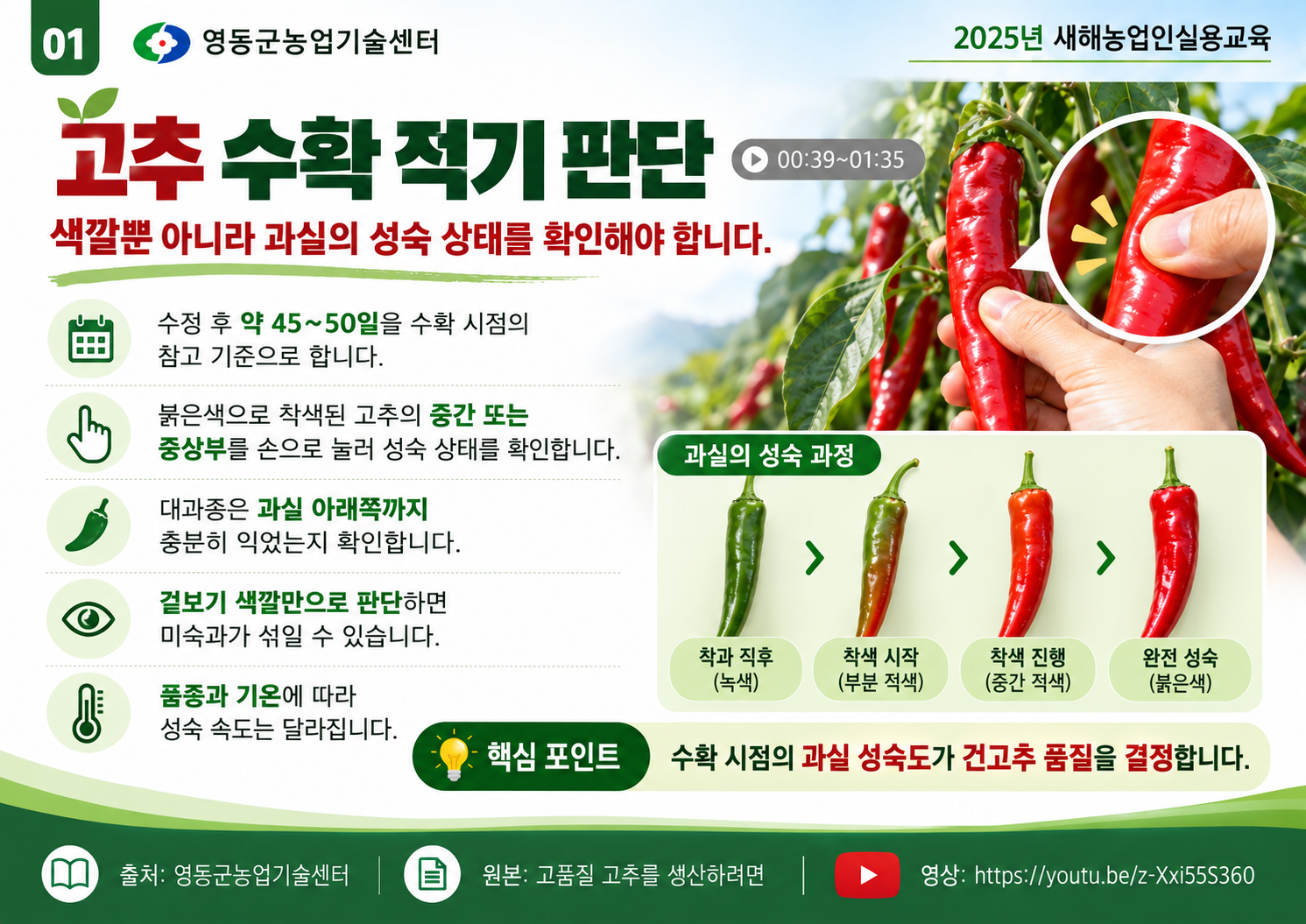 01_고추_수확_적기와_성숙도_판단.png