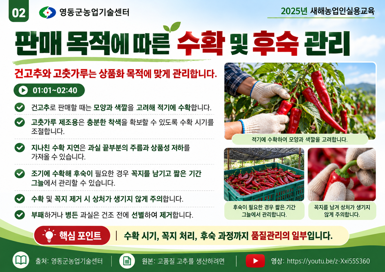 02_고추_수확_및_후숙_관리_안내.png