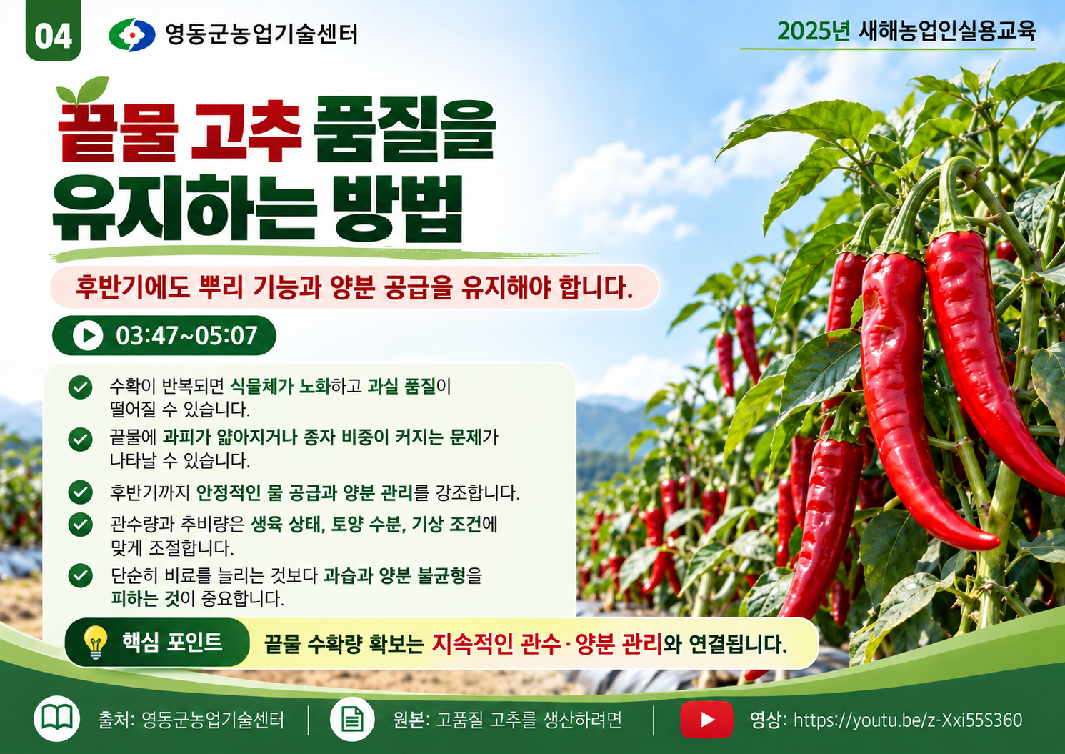 04_끝물_고추_품질_유지_방법.png