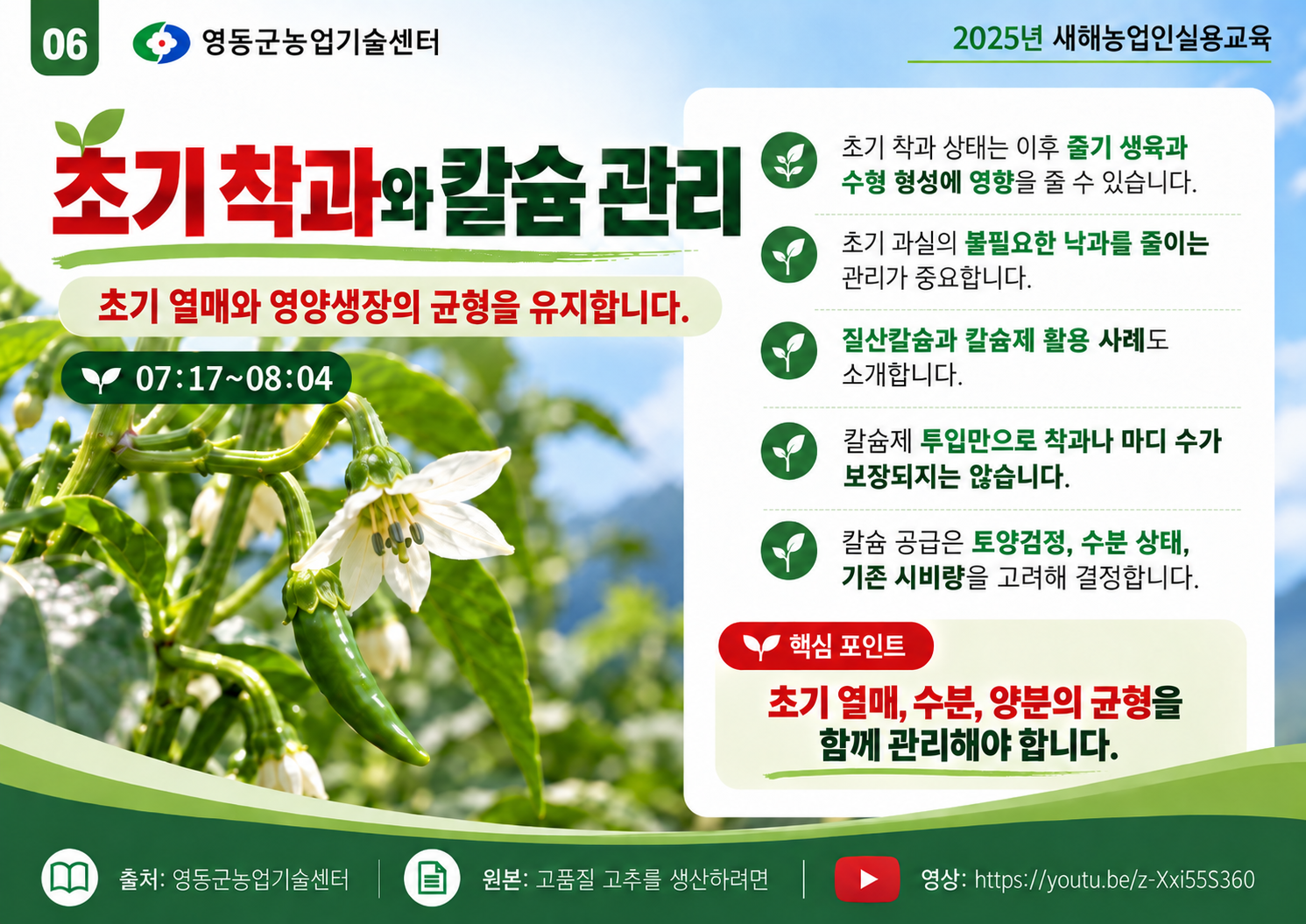06_고추_초기_착과와_칼슘_관리_인포그래픽.png