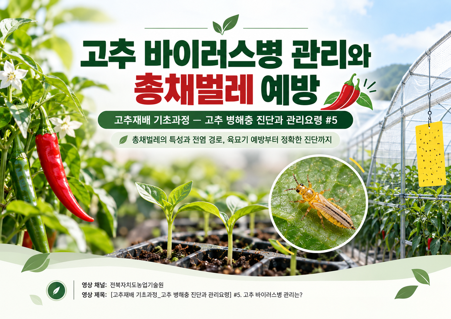 00_고추_바이러스병_관리_표지.png