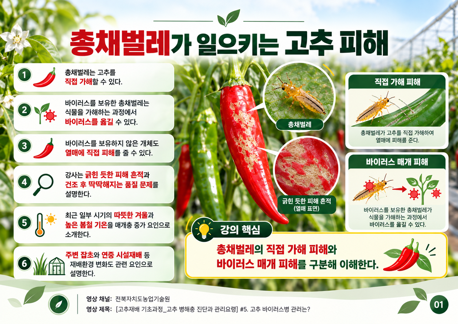 01_총채벌레가_일으키는_고추_피해.png