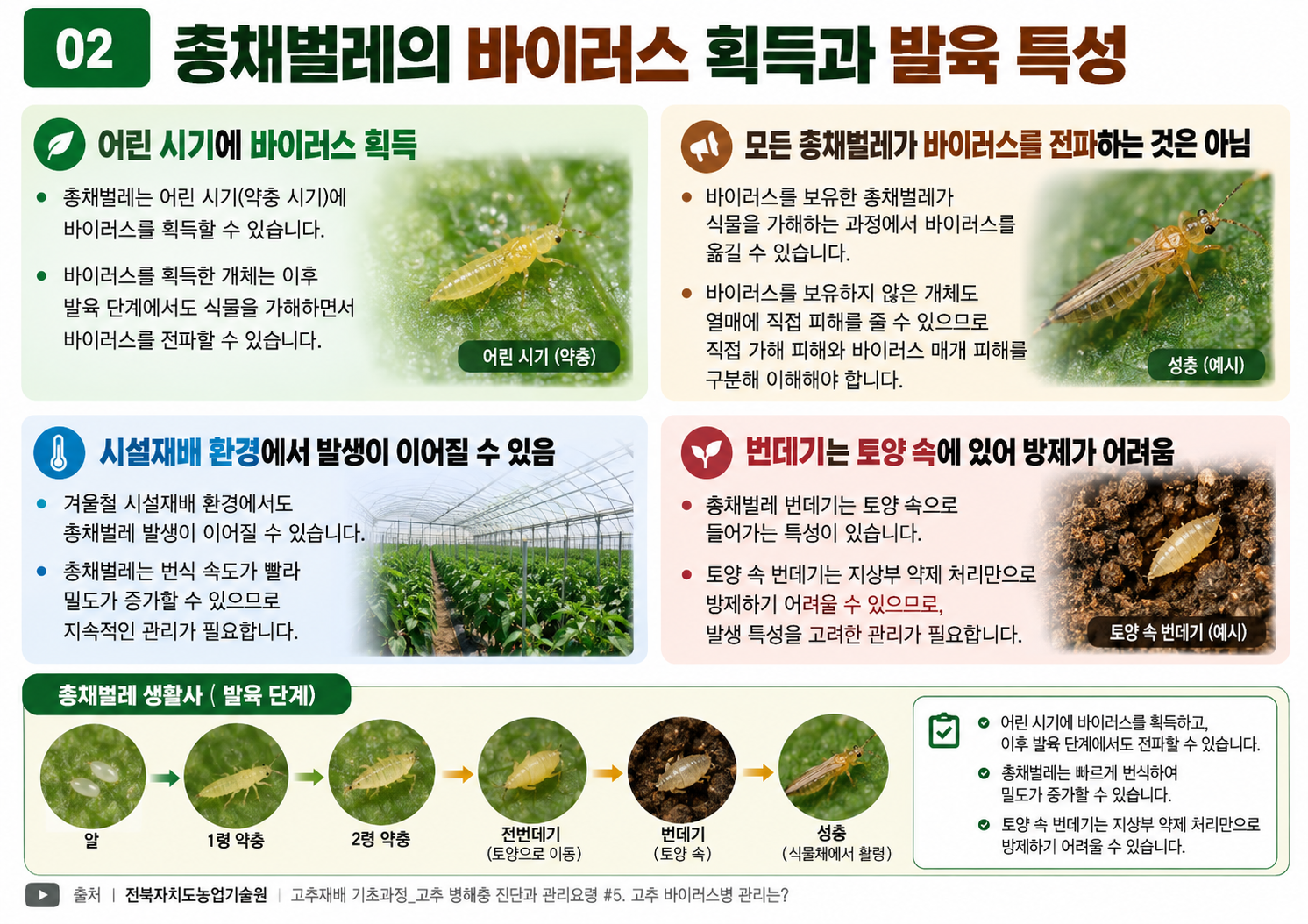 02_총채벌레_바이러스_획득과_발육특성.png