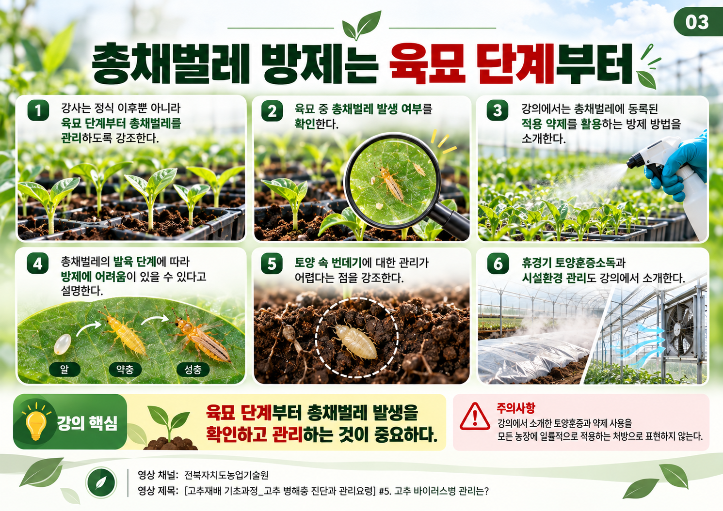 03_육묘_단계부터_총채벌레_방제.png