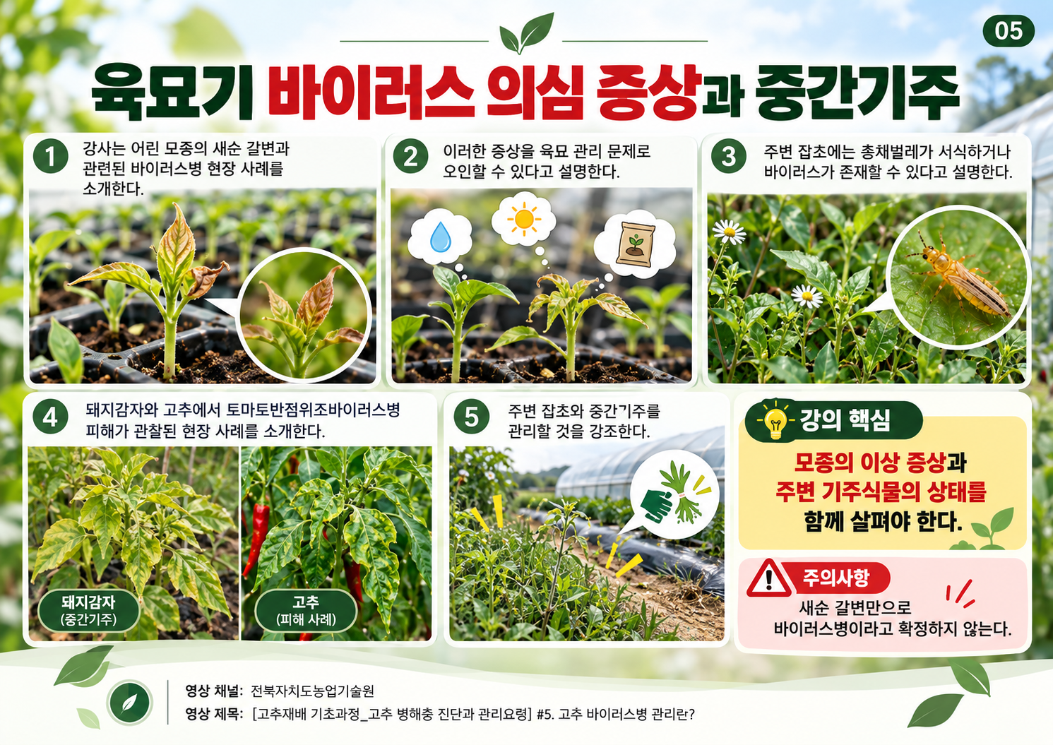 05_육묘기_바이러스_의심증상과_중간기주.png