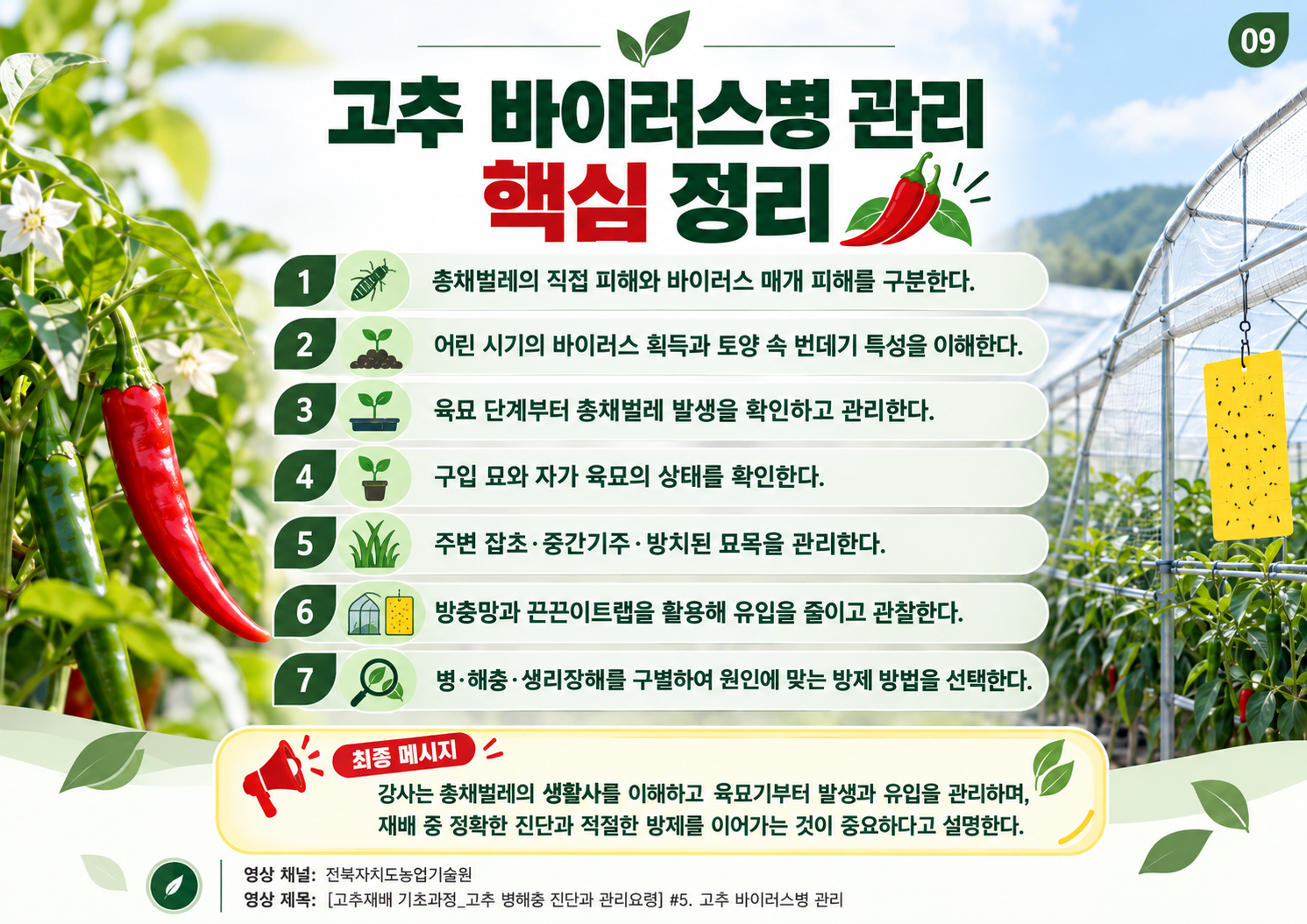 09_고추_바이러스병_관리_전체요약.png