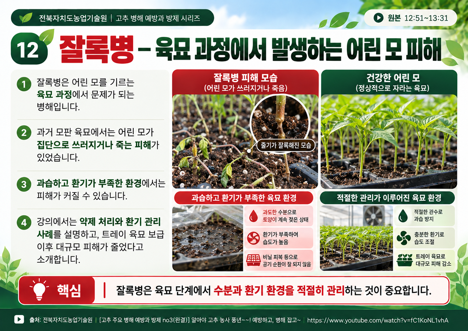 12_잘록병_육묘기피해.png