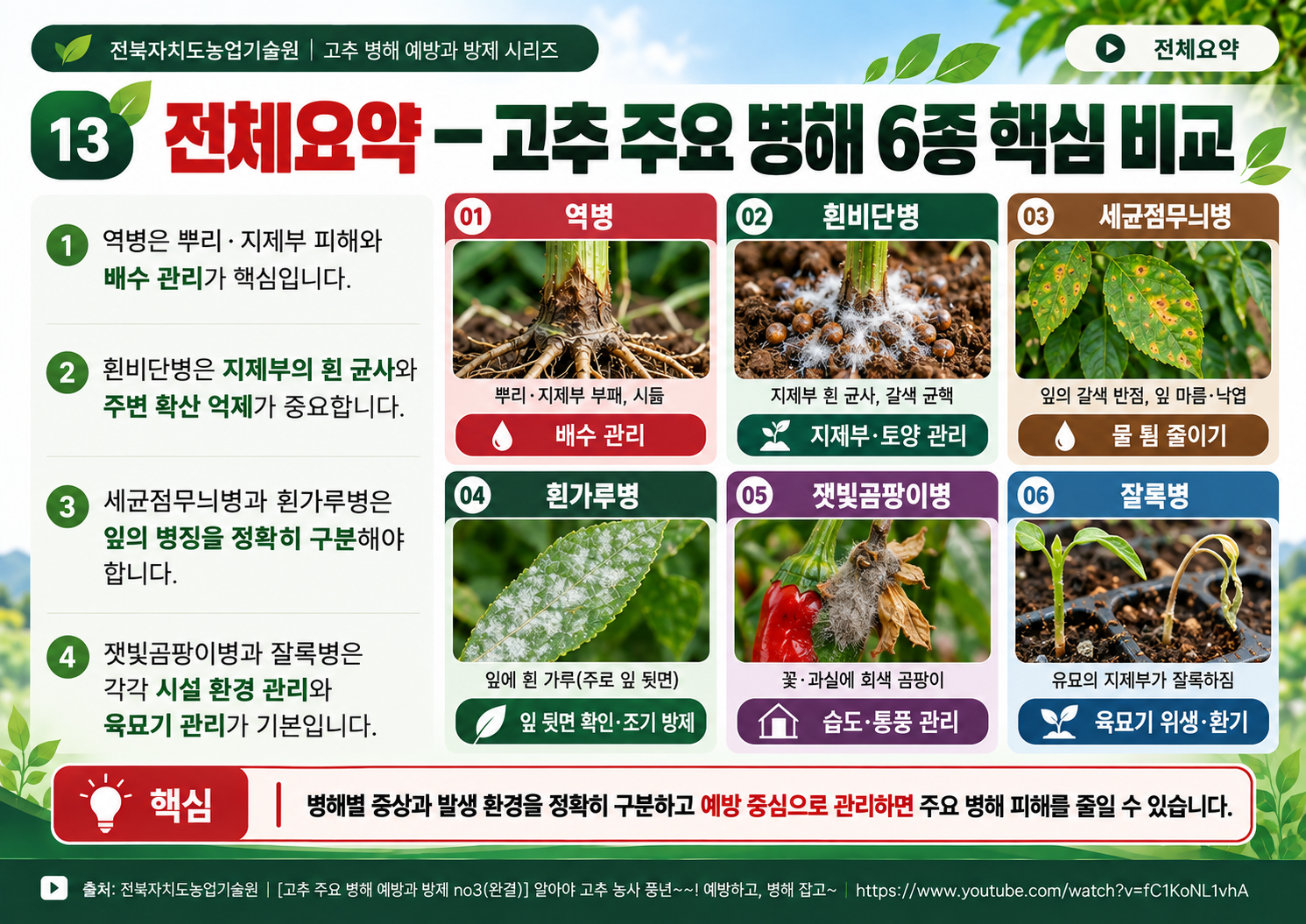 13_전체요약_고추주요병해6종.png