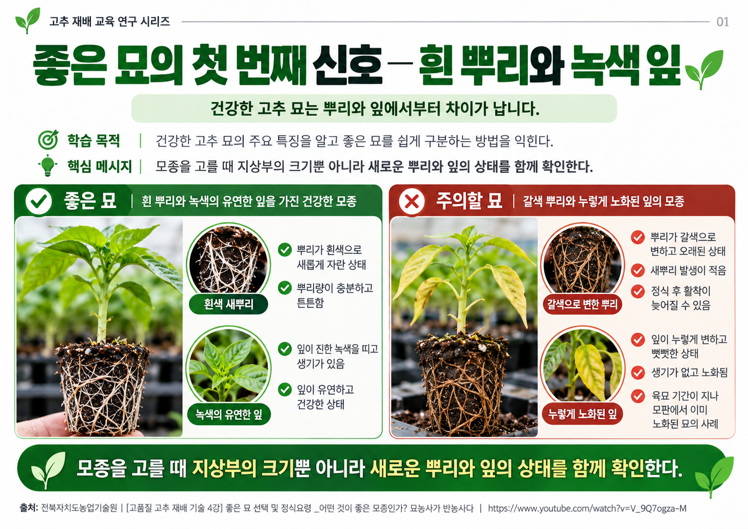 01_흰새뿌리와_녹색잎.png