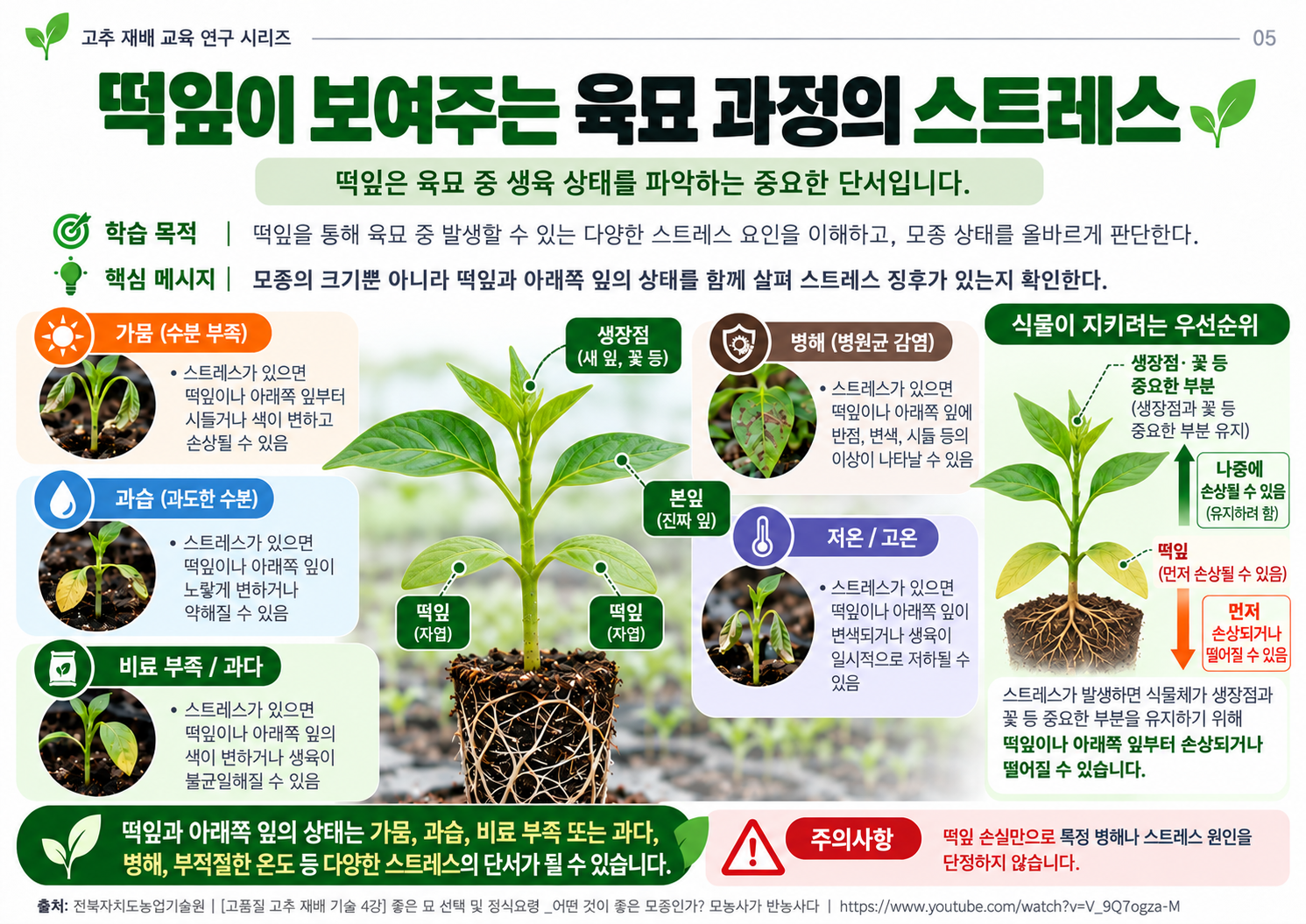 05_떡잎과_육묘스트레스.png