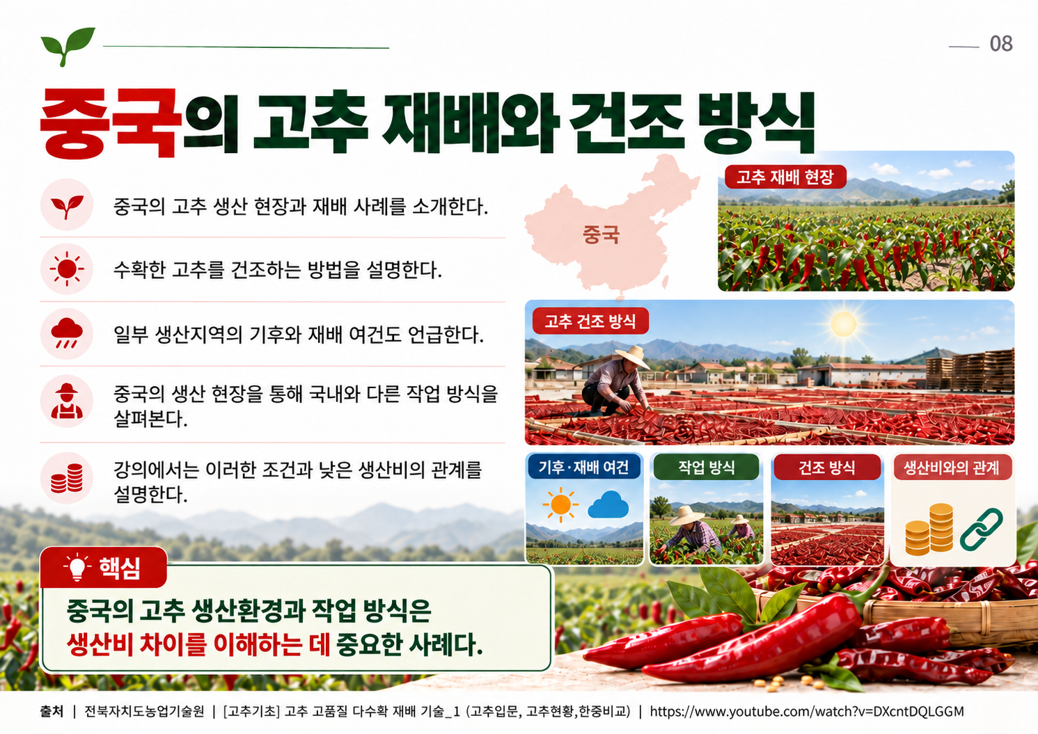 08_중국의_고추_재배와_건조.png