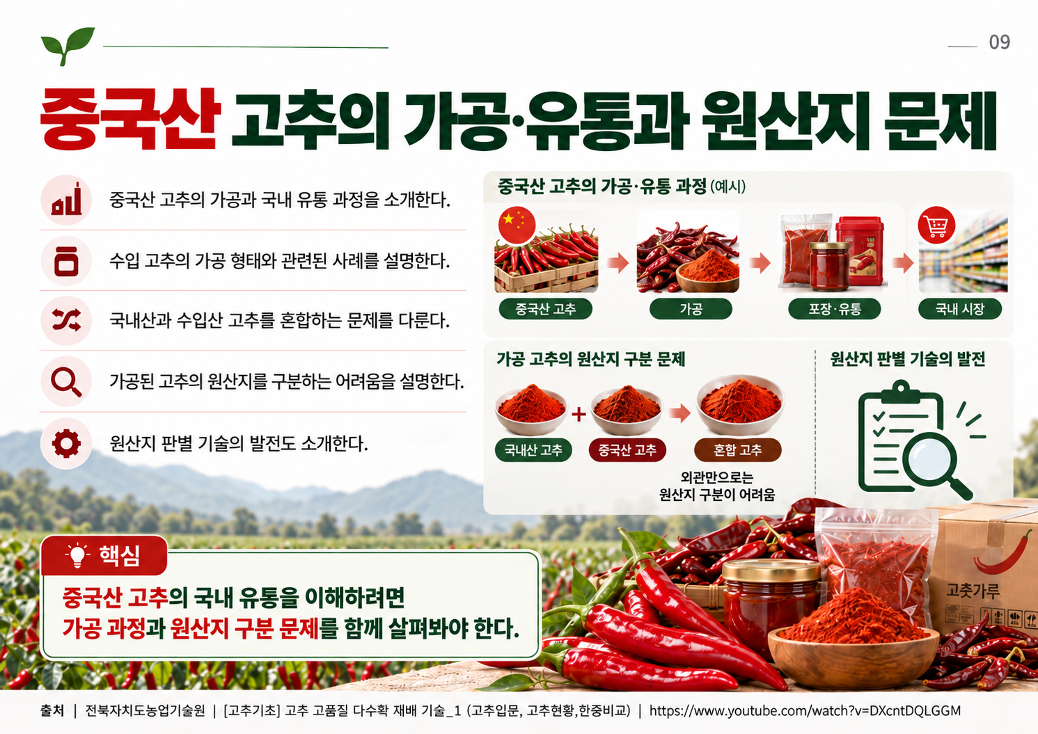 09_중국산_고추_가공_유통과_원산지.png