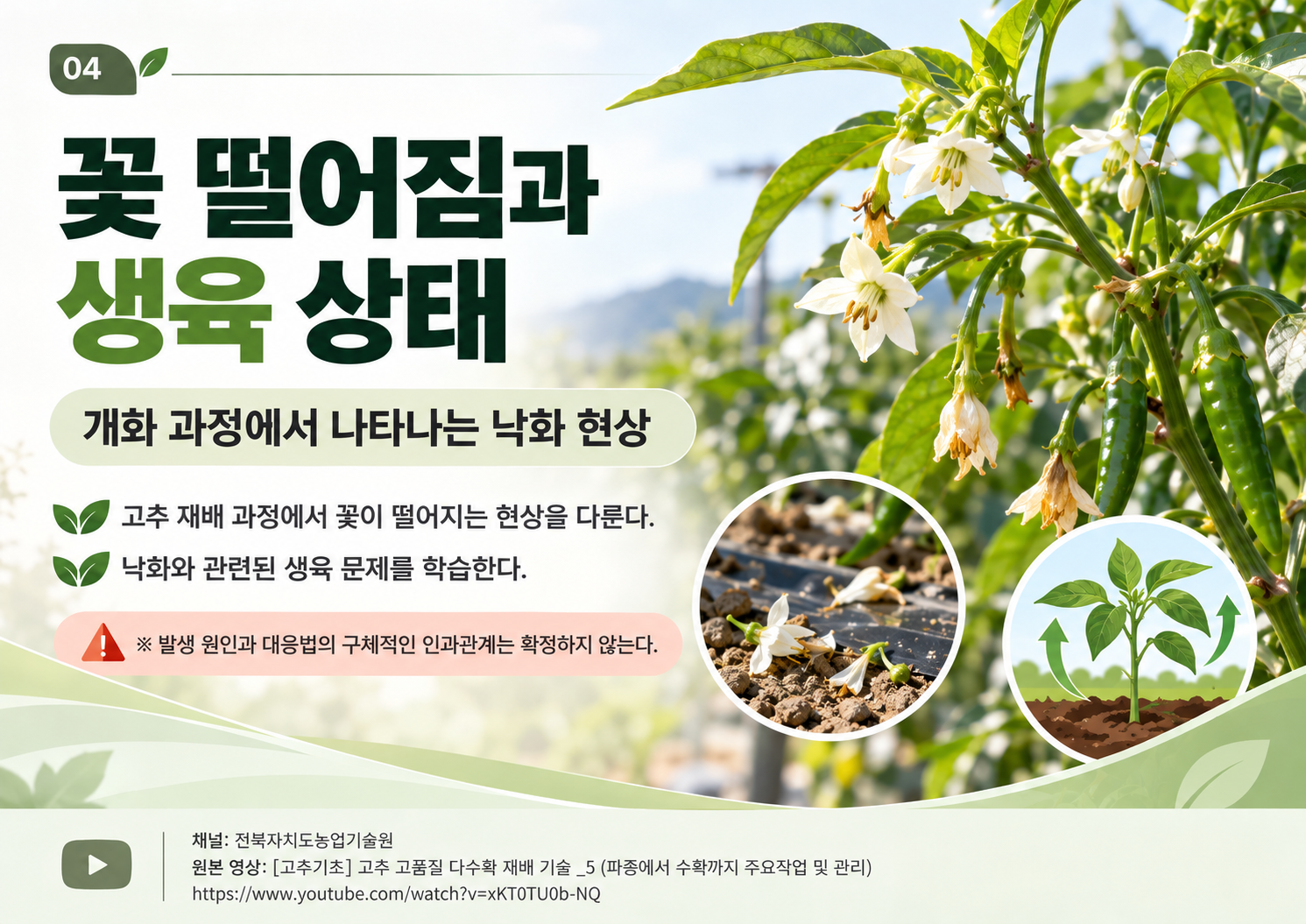 04_꽃떨어짐_생육상태.png