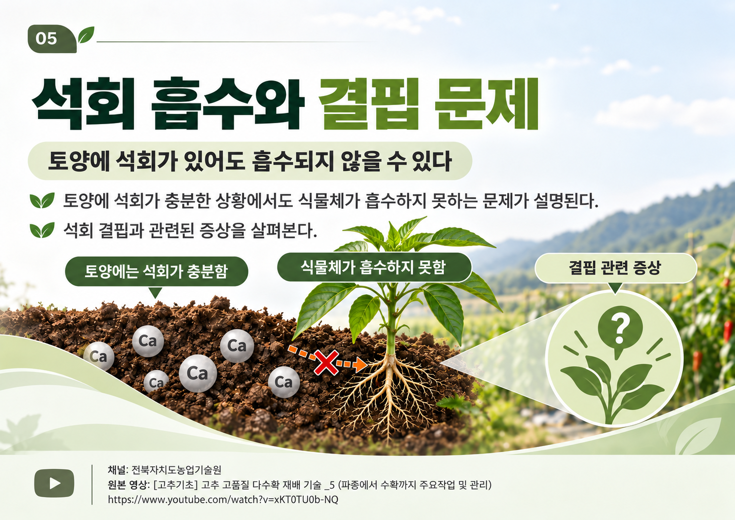 05_석회흡수_결핍.png