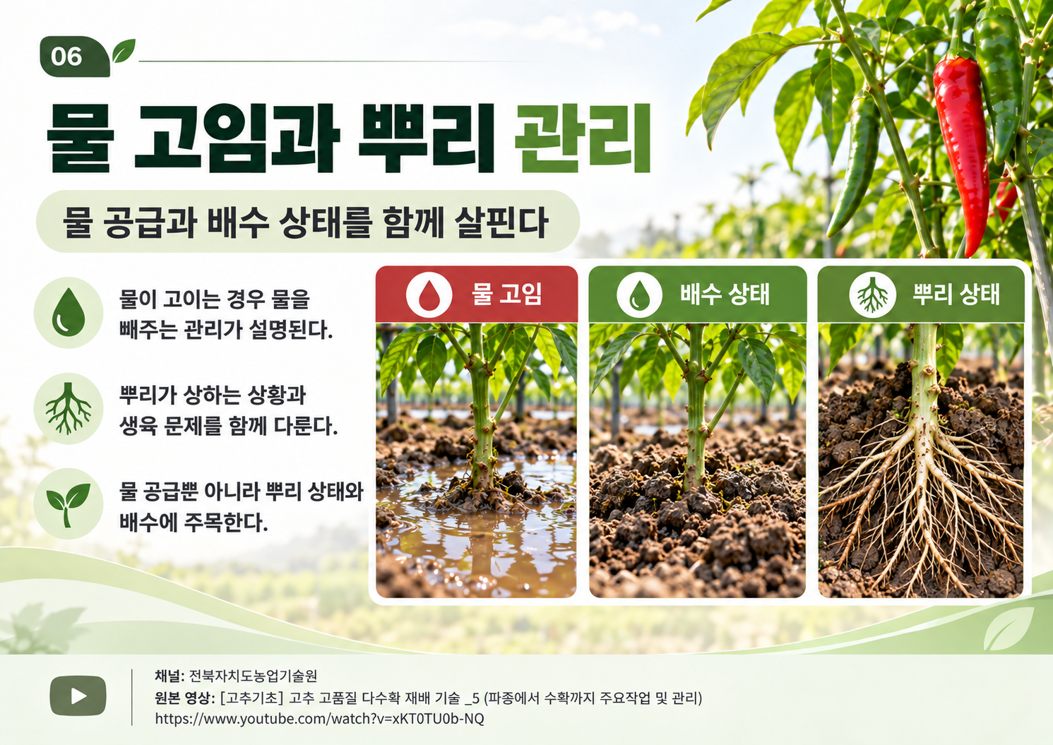06_물고임_뿌리관리.png