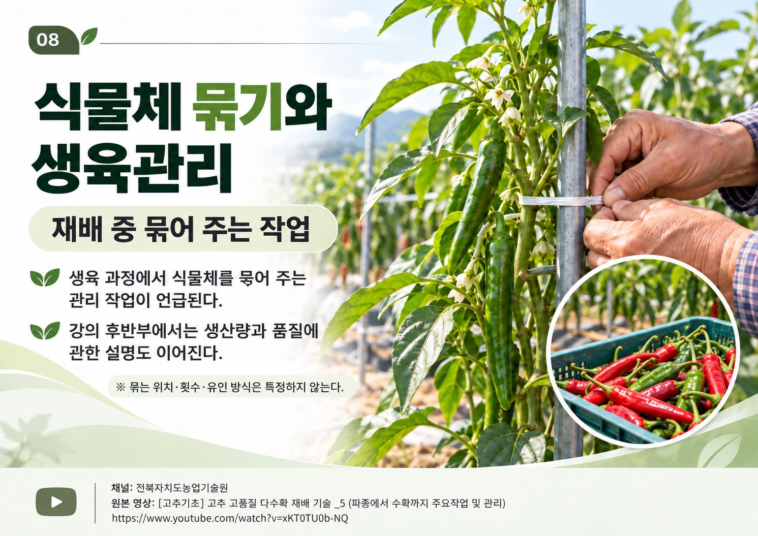 08_식물체묶기_생육관리.png