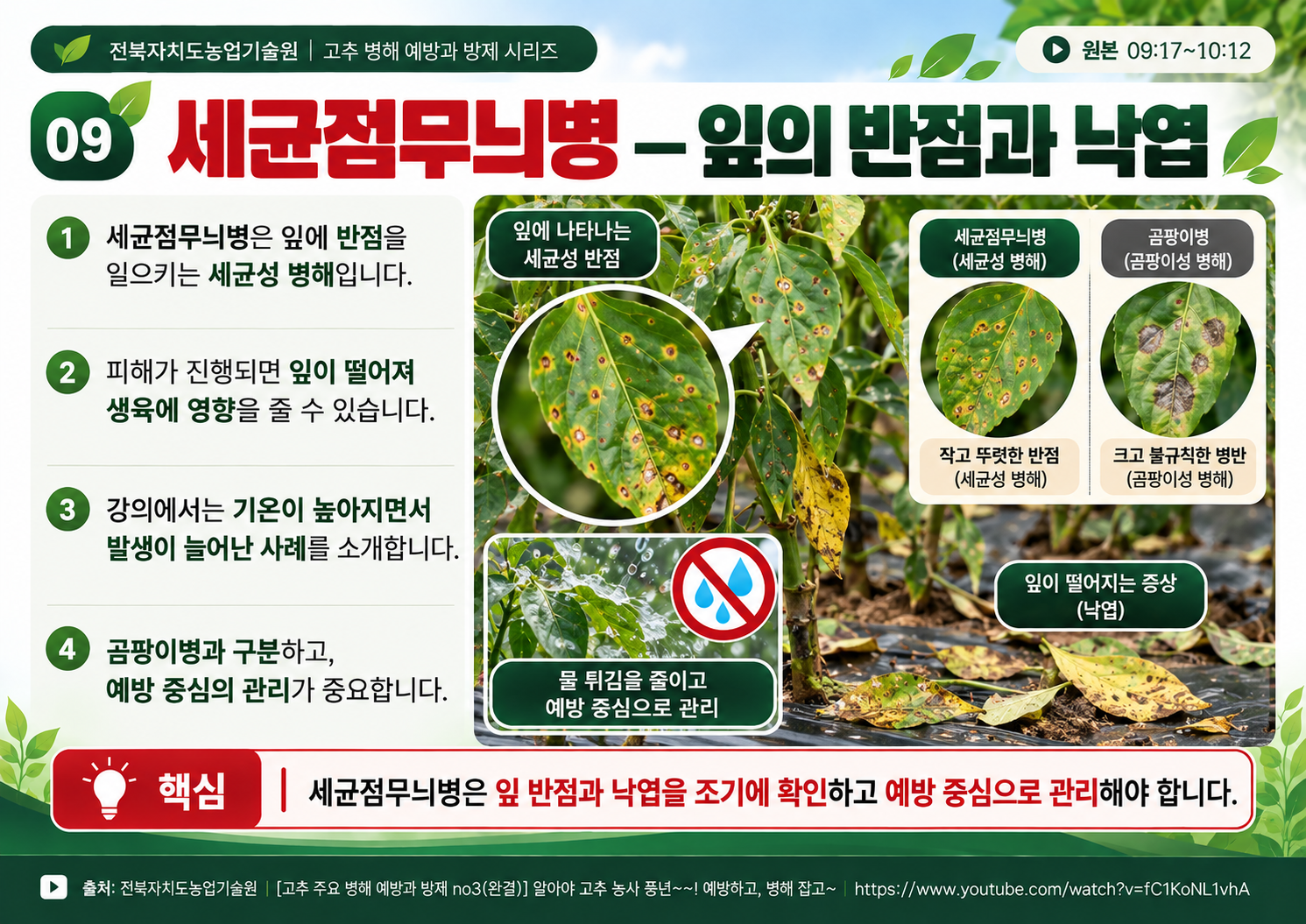 09_세균점무늬병_반점과_낙엽.png
