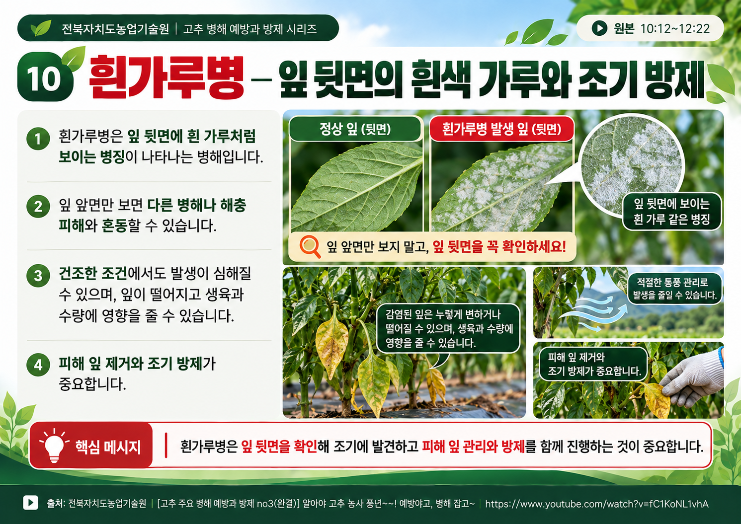 10_흰가루병_잎뒷면과_조기방제.png