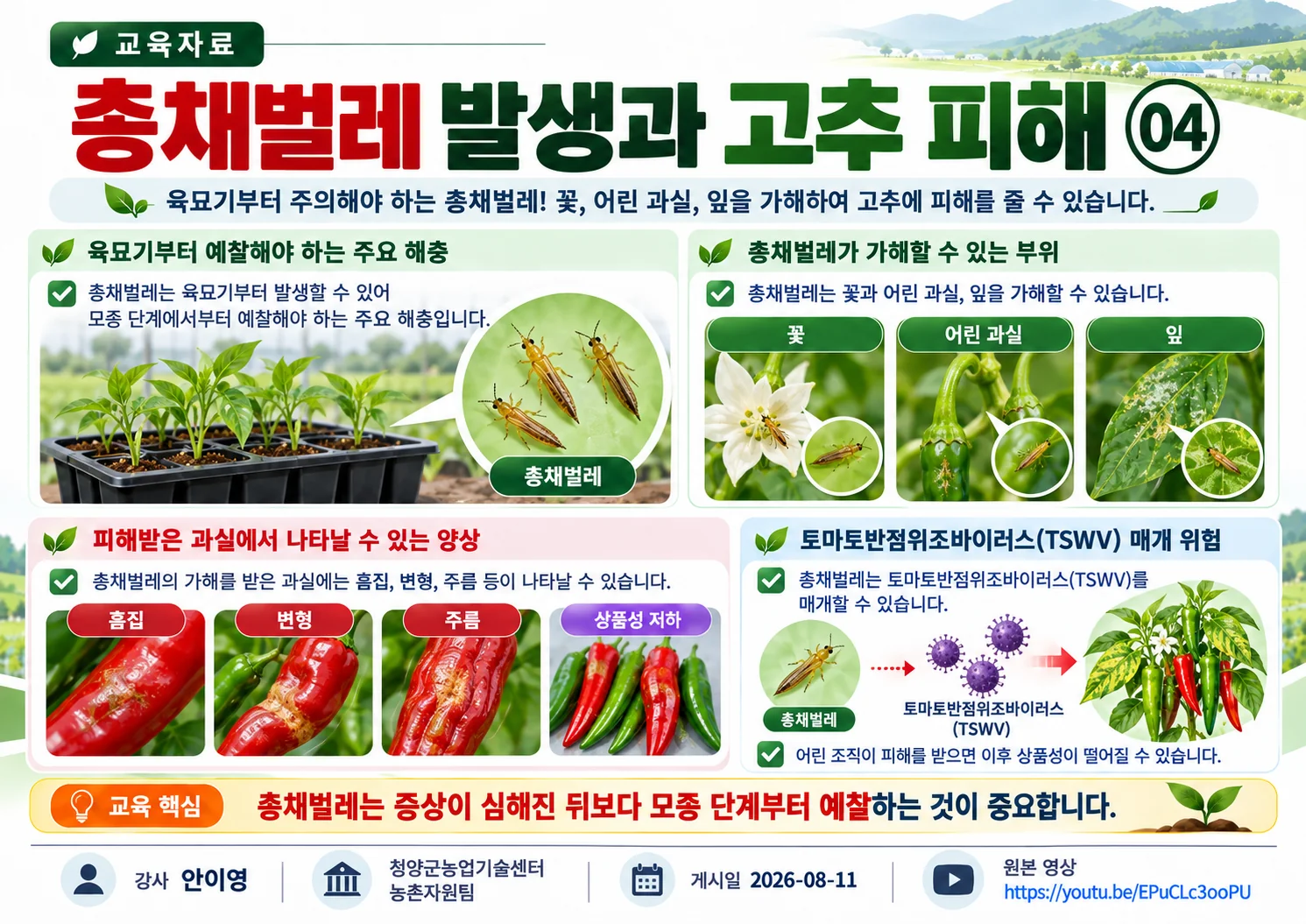 04_총채벌레_발생과_고추_피해.webp