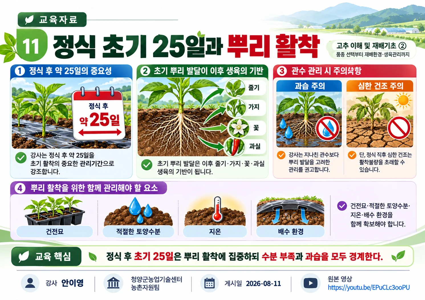11_정식_초기_25일과_뿌리_활착.webp