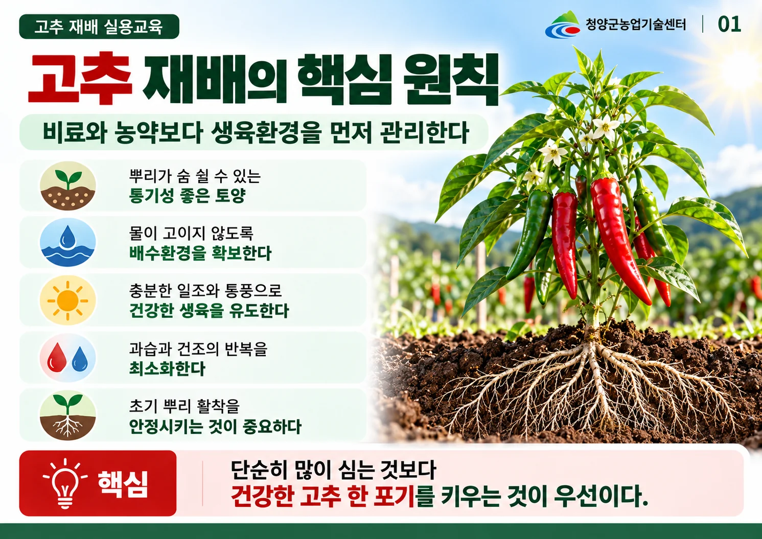 01_고추_재배_핵심_원칙.webp