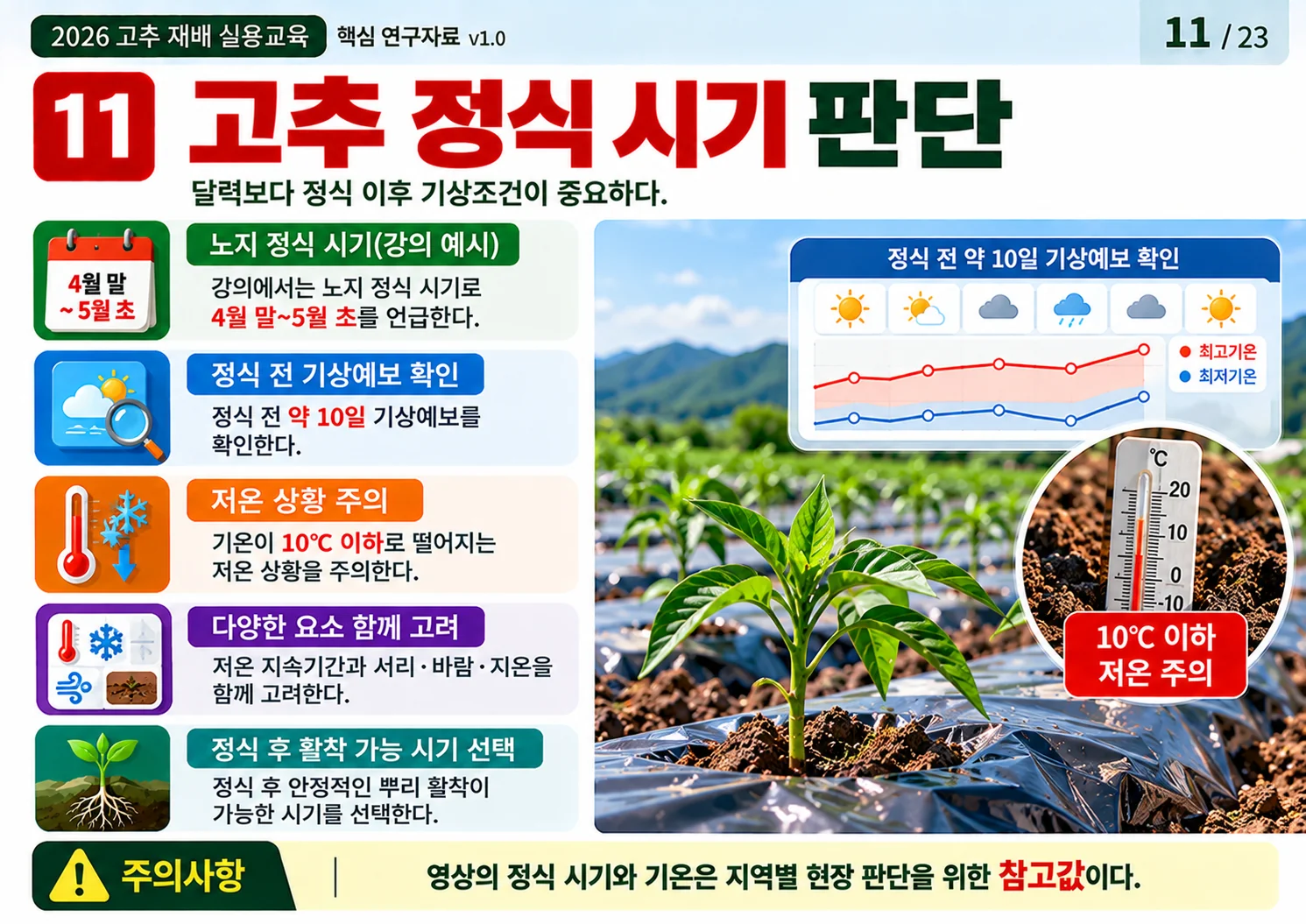 11_고추_정식_시기_판단.webp