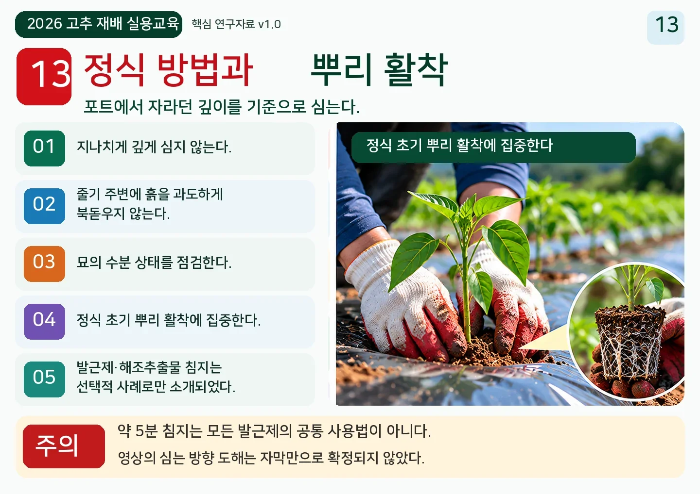 13_정식_방법과_뿌리_활착.webp