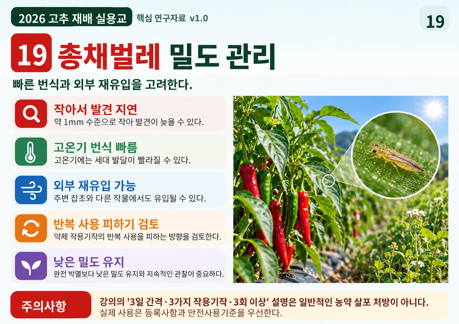 19_총채벌레_밀도_관리.webp