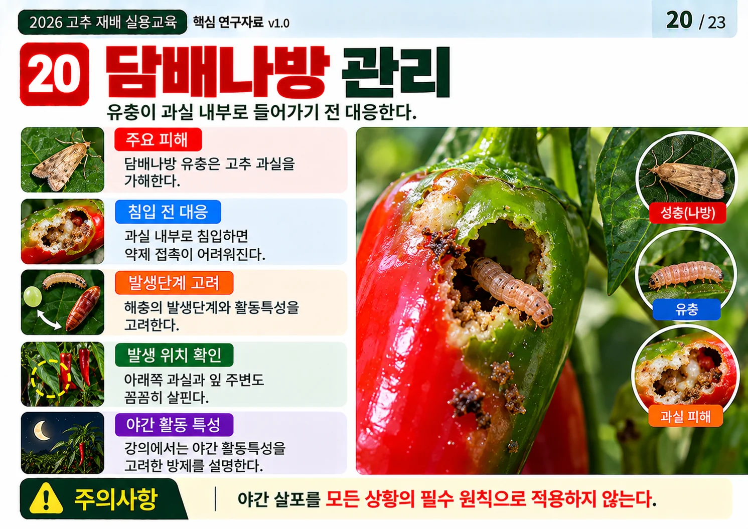 20_담배나방_관리.webp