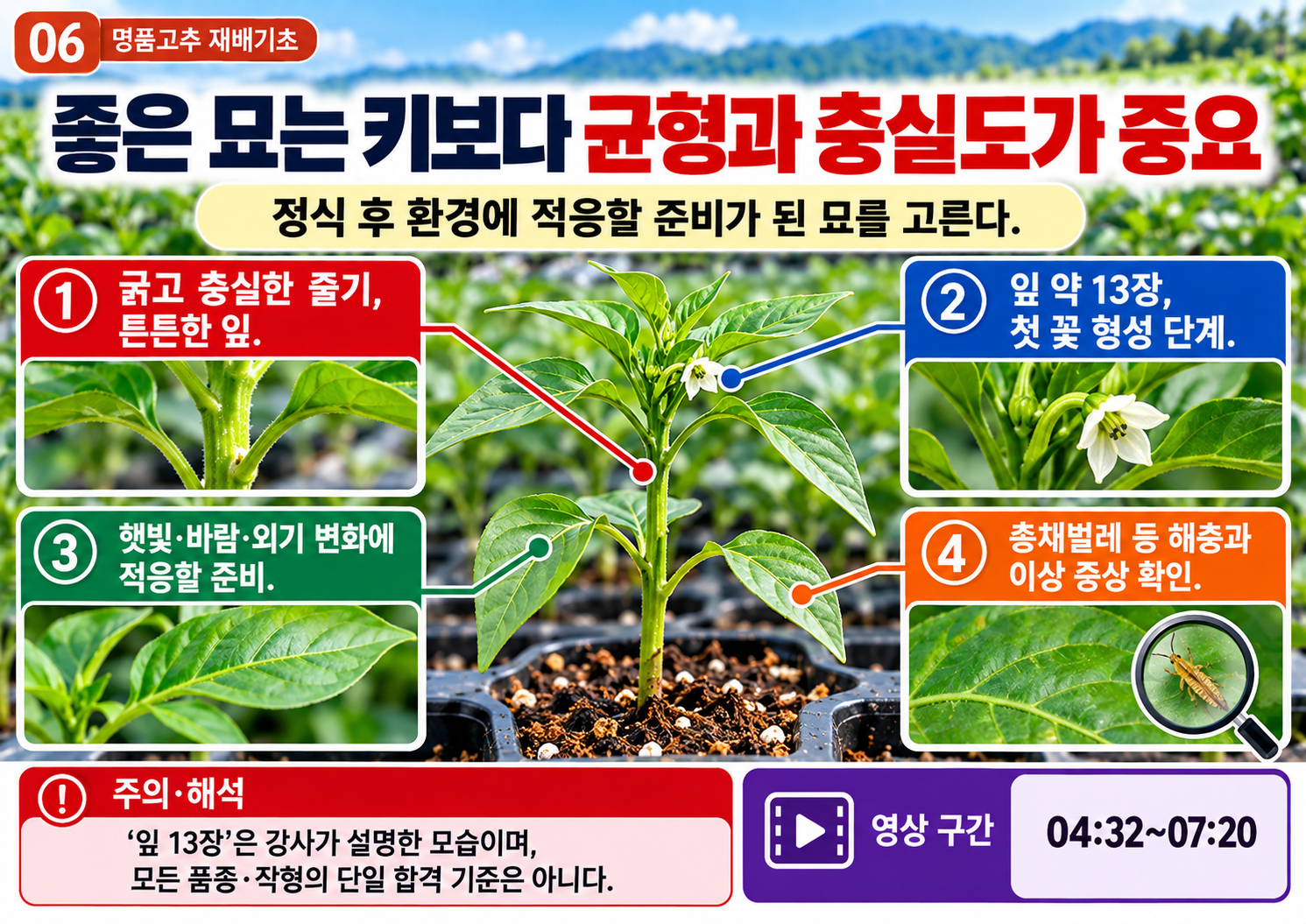 06_좋은_고추묘_고르는_기준.png