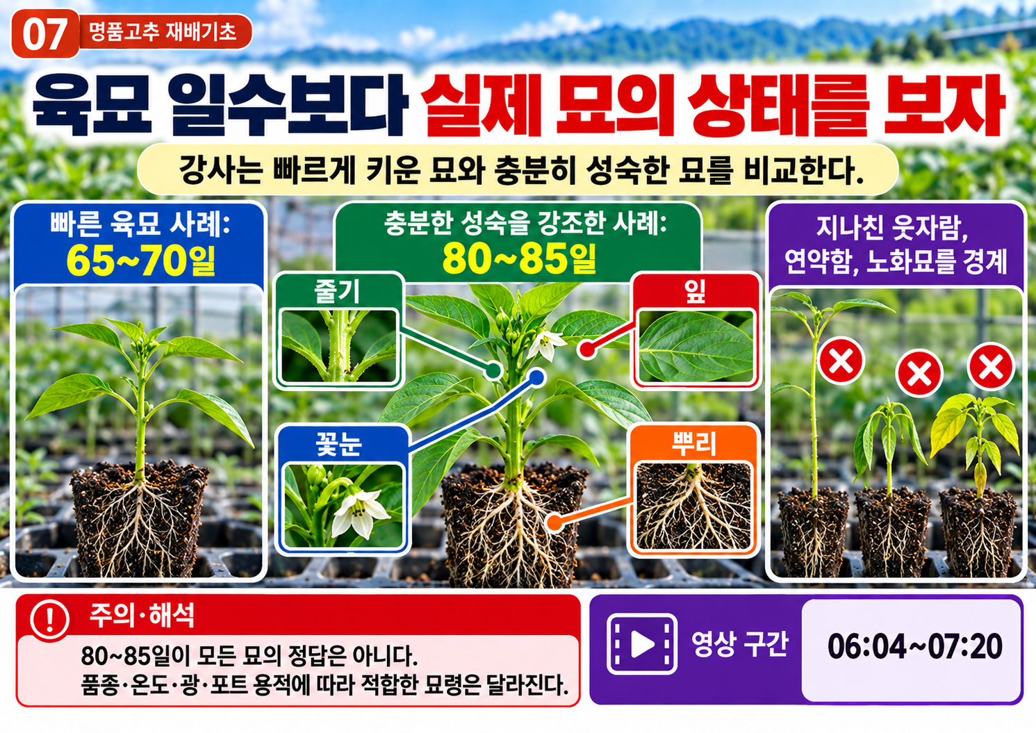 07_육묘기간보다_묘상태.png