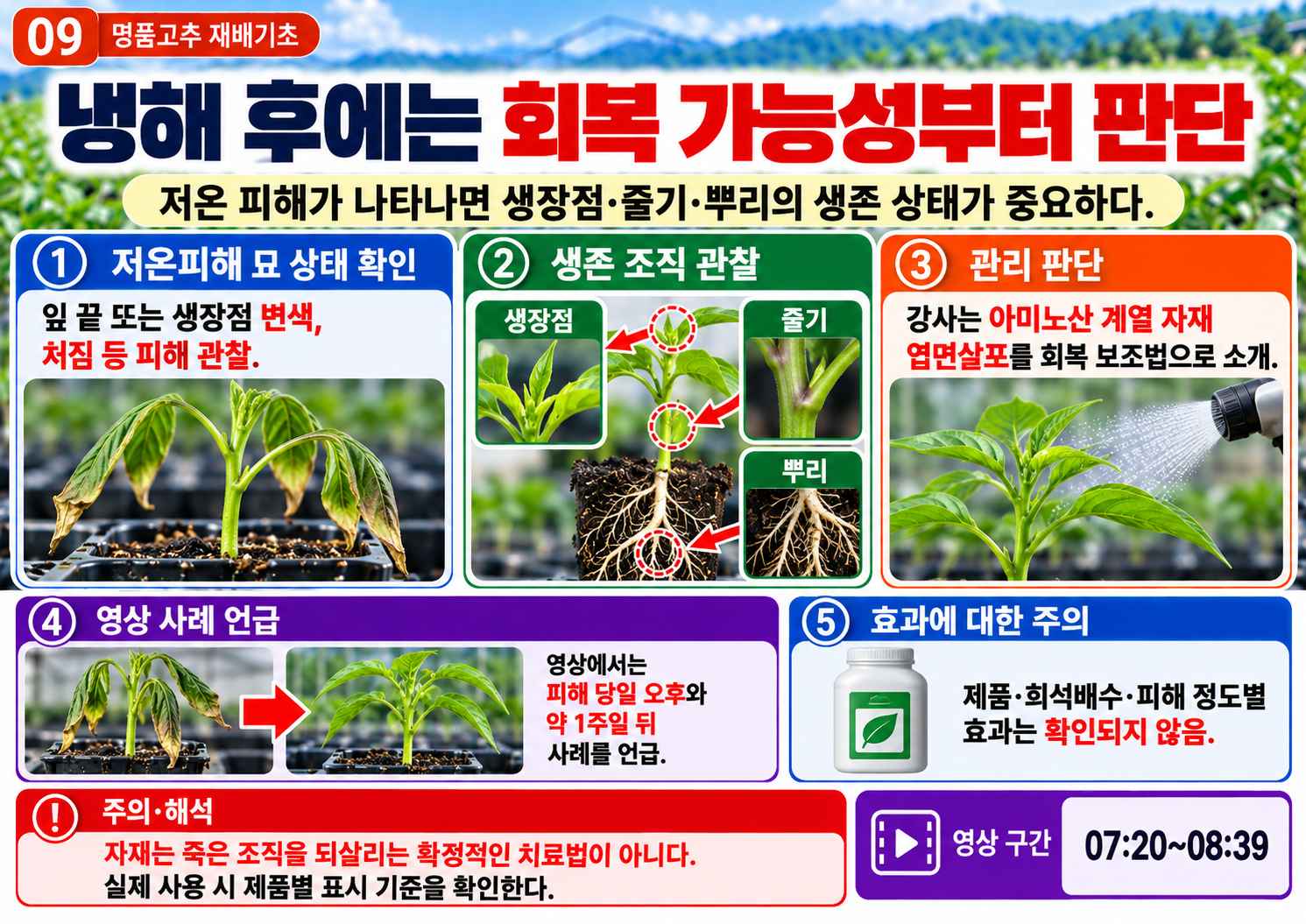 09_저온피해_회복관리의_주의점.png