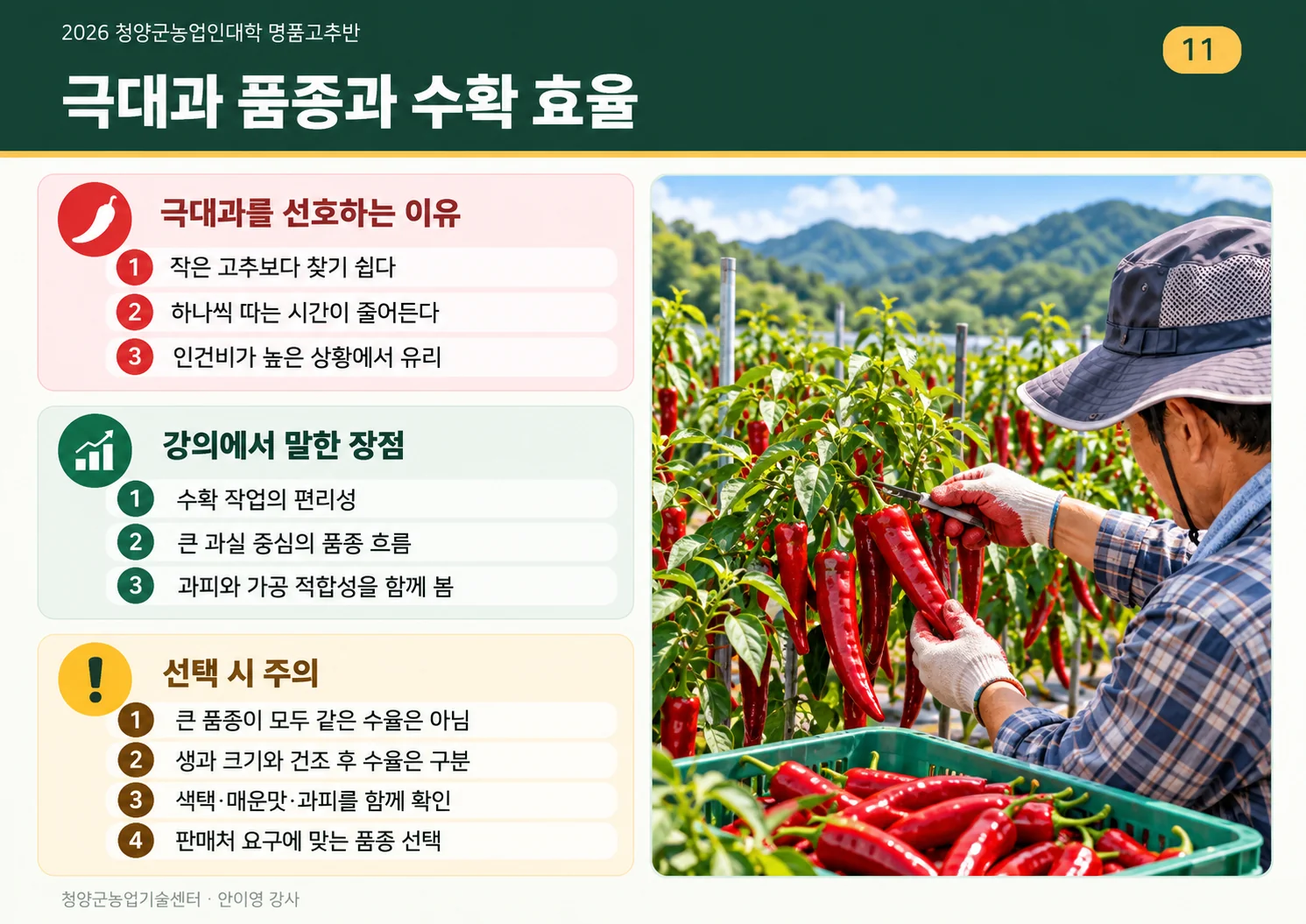 11_극대과_품종과_수확효율.webp