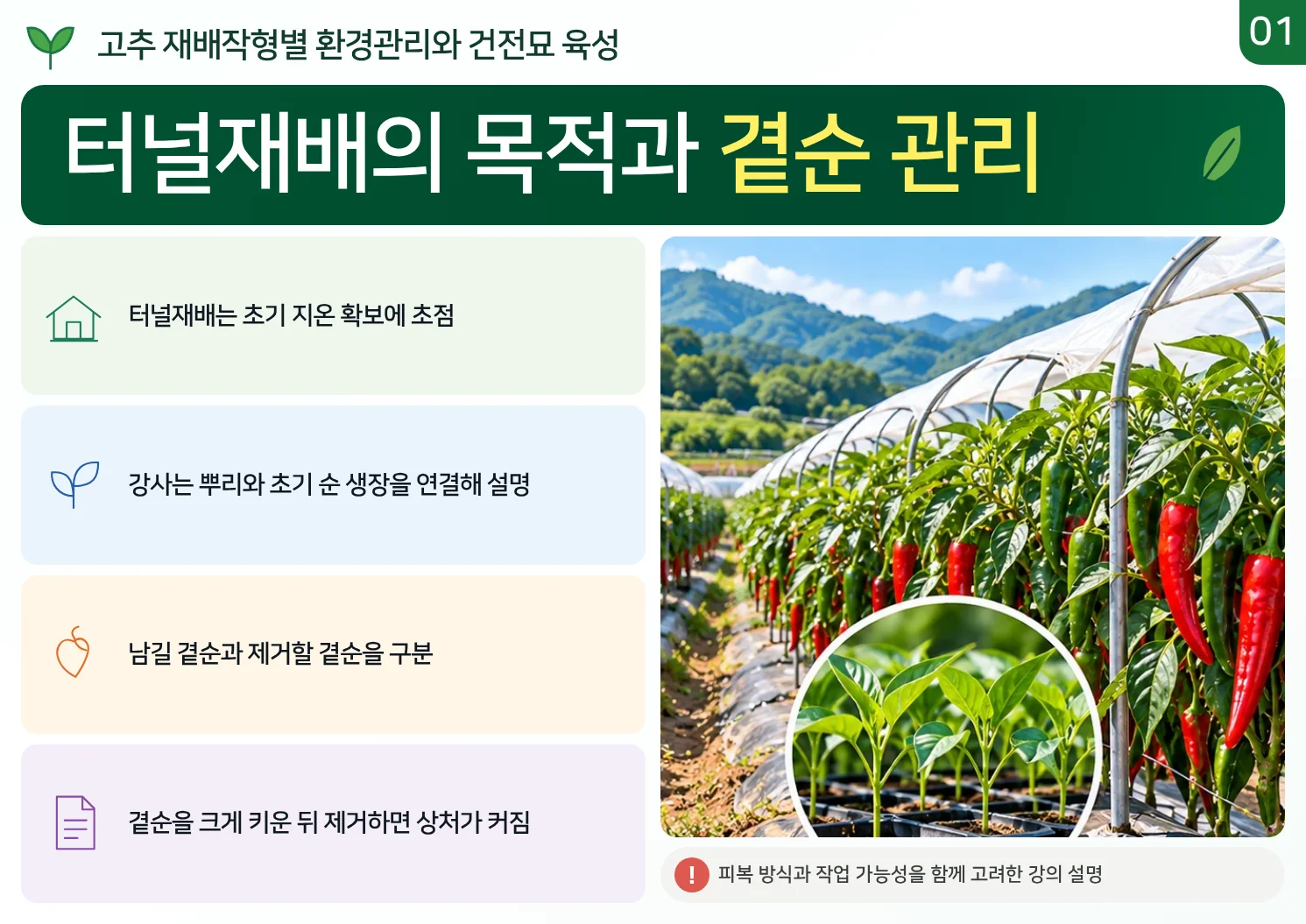 01_터널재배의_목적과_곁순_관리.webp