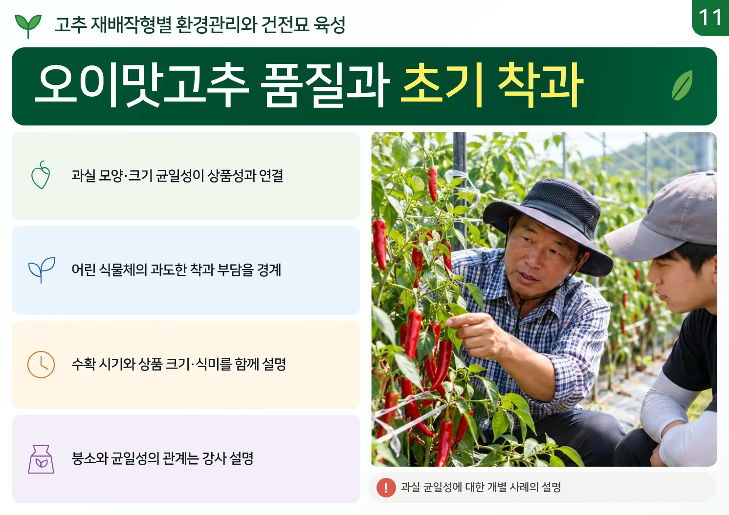11_오이맛고추_품질과_초기_착과.webp