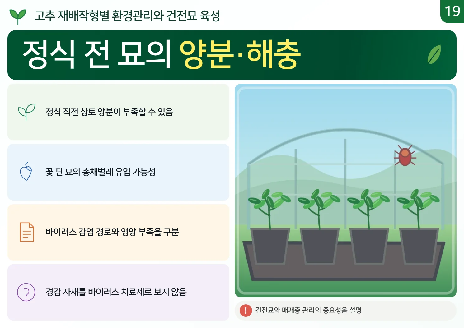 19_정식_전_묘의_양분해충.webp