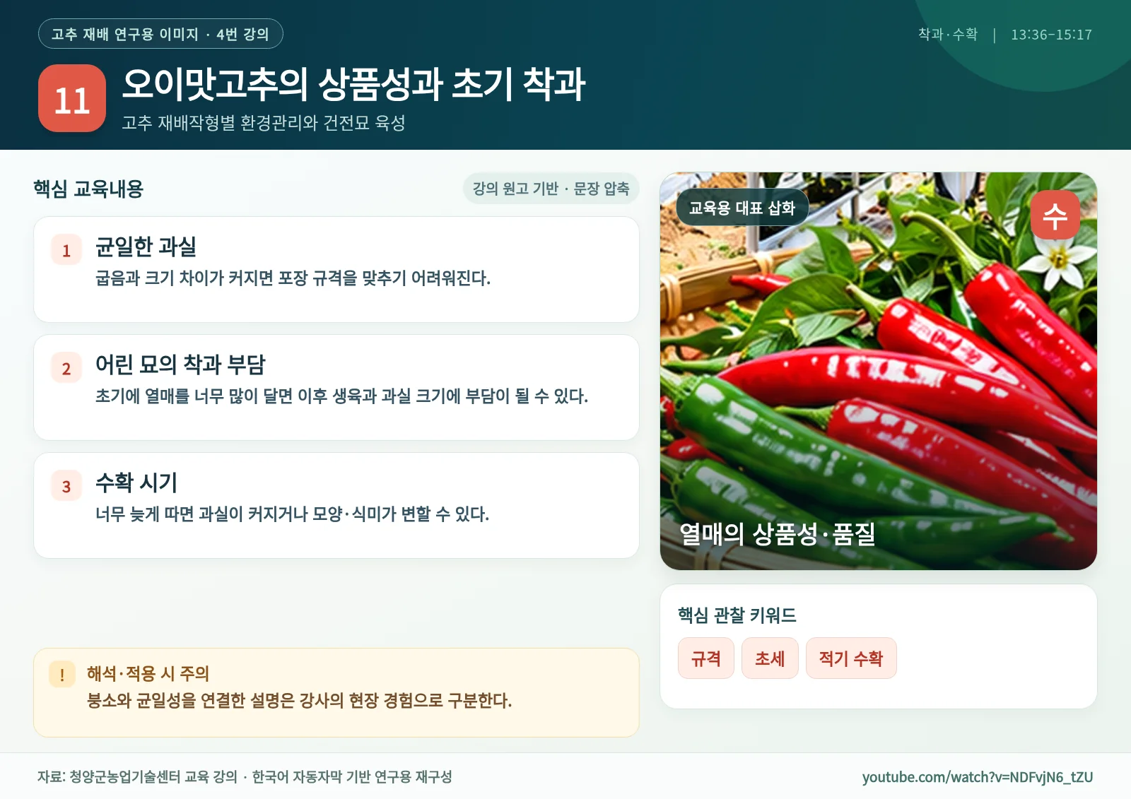 11_오이맛고추의_상품성과_초기_착과.webp