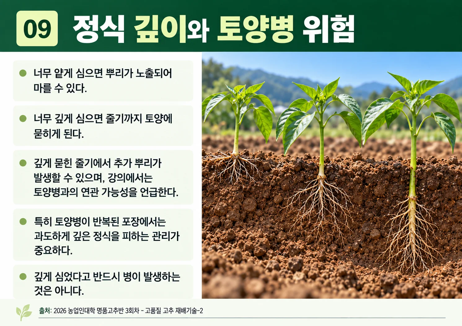 09_정식-깊이와-토양병.webp
