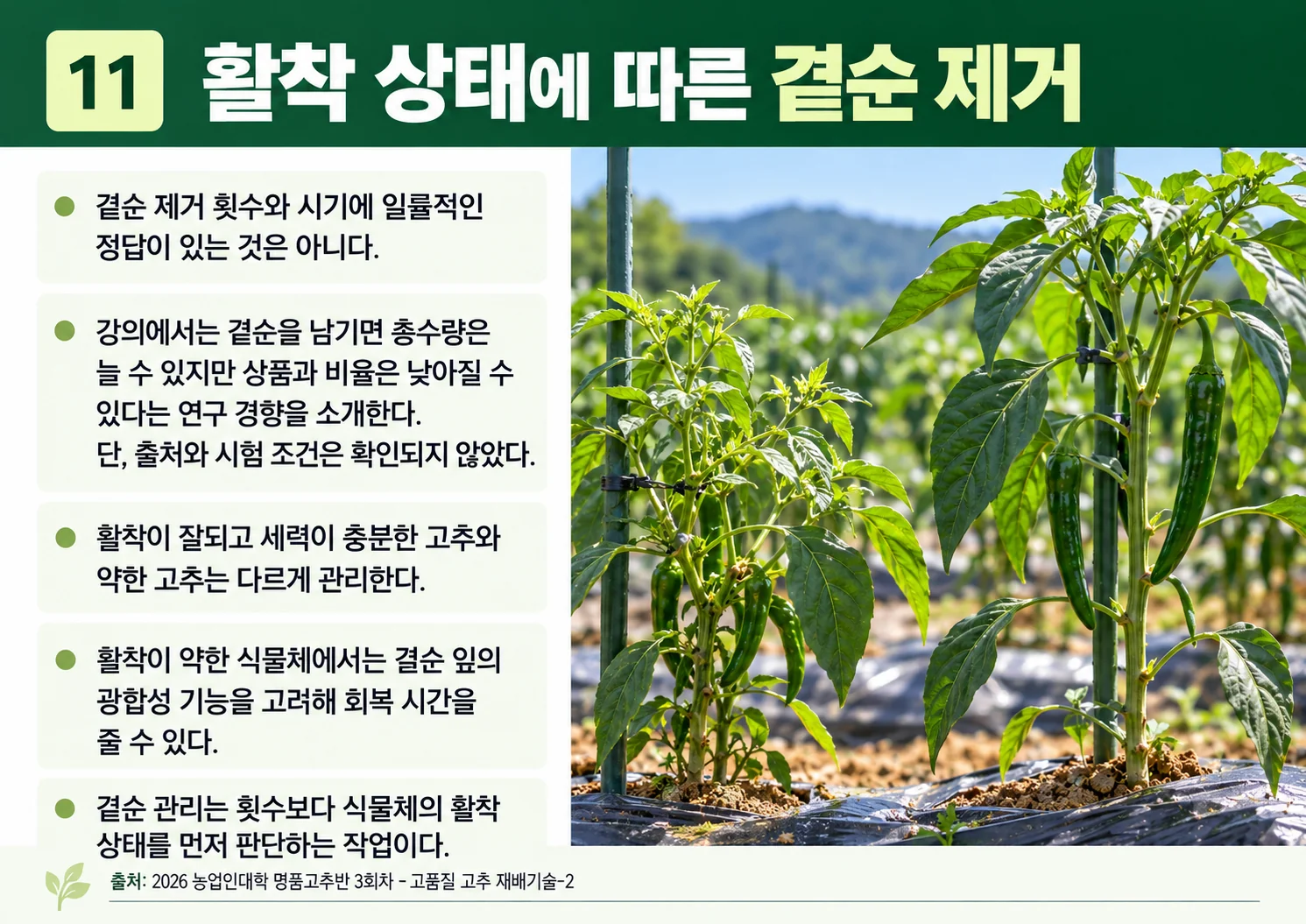 11_활착-상태에-따른-곁순-제거.webp