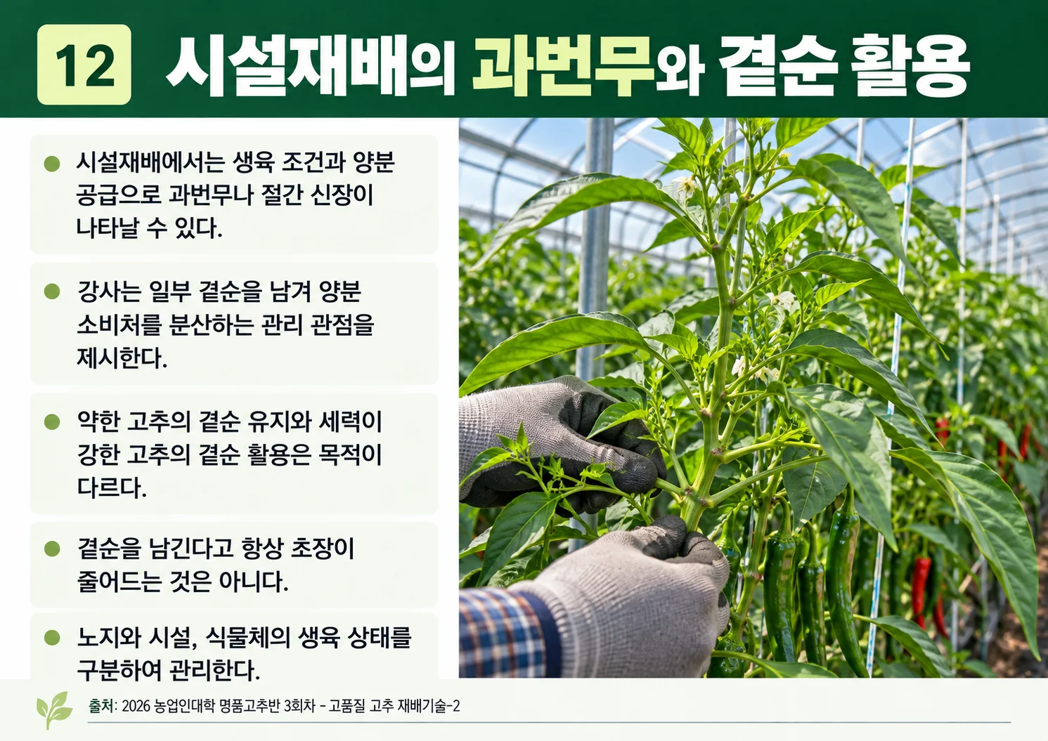 12_시설재배의-과번무와-곁순-활용.webp