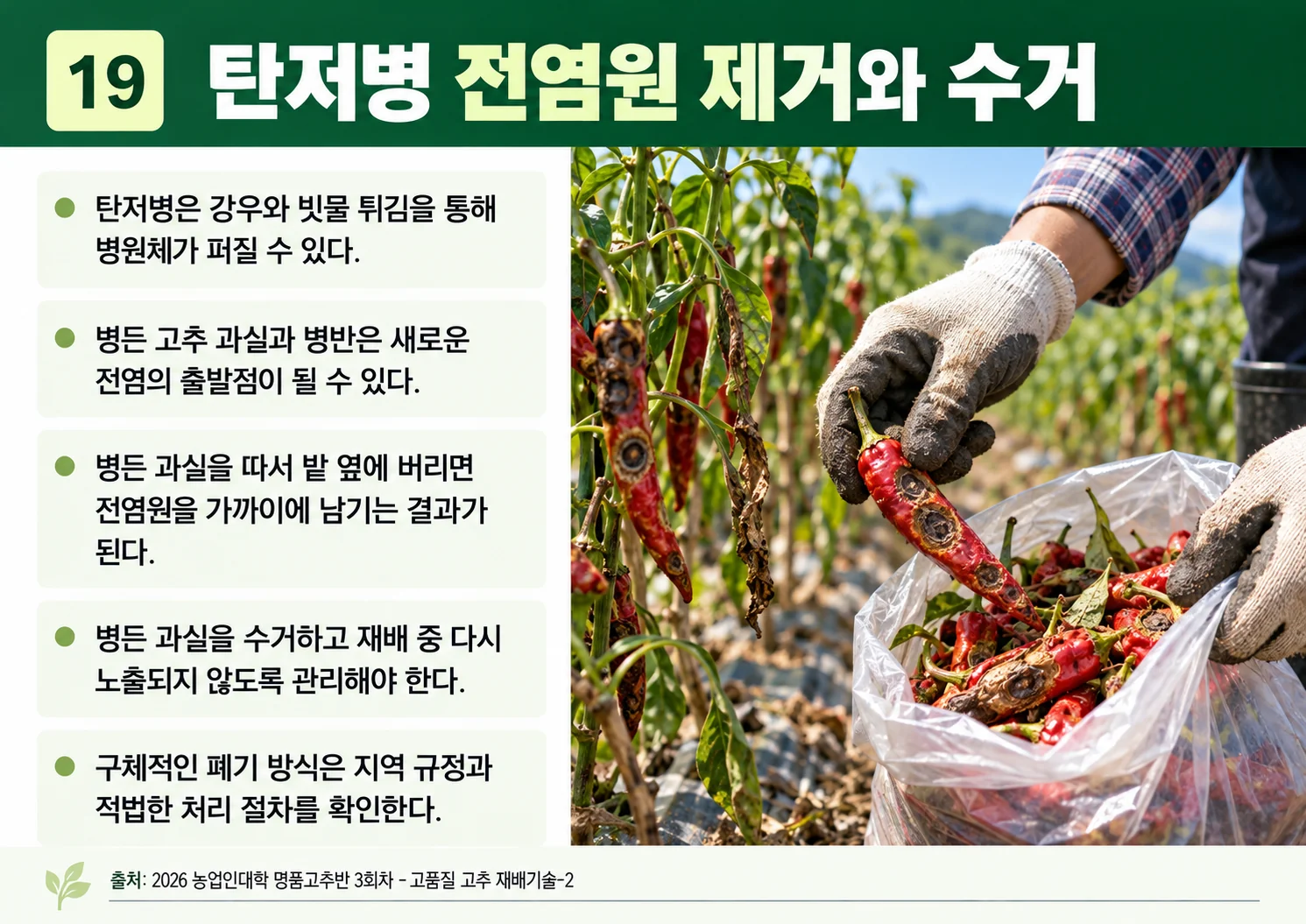 19_탄저병-전염원-제거와-수거.webp