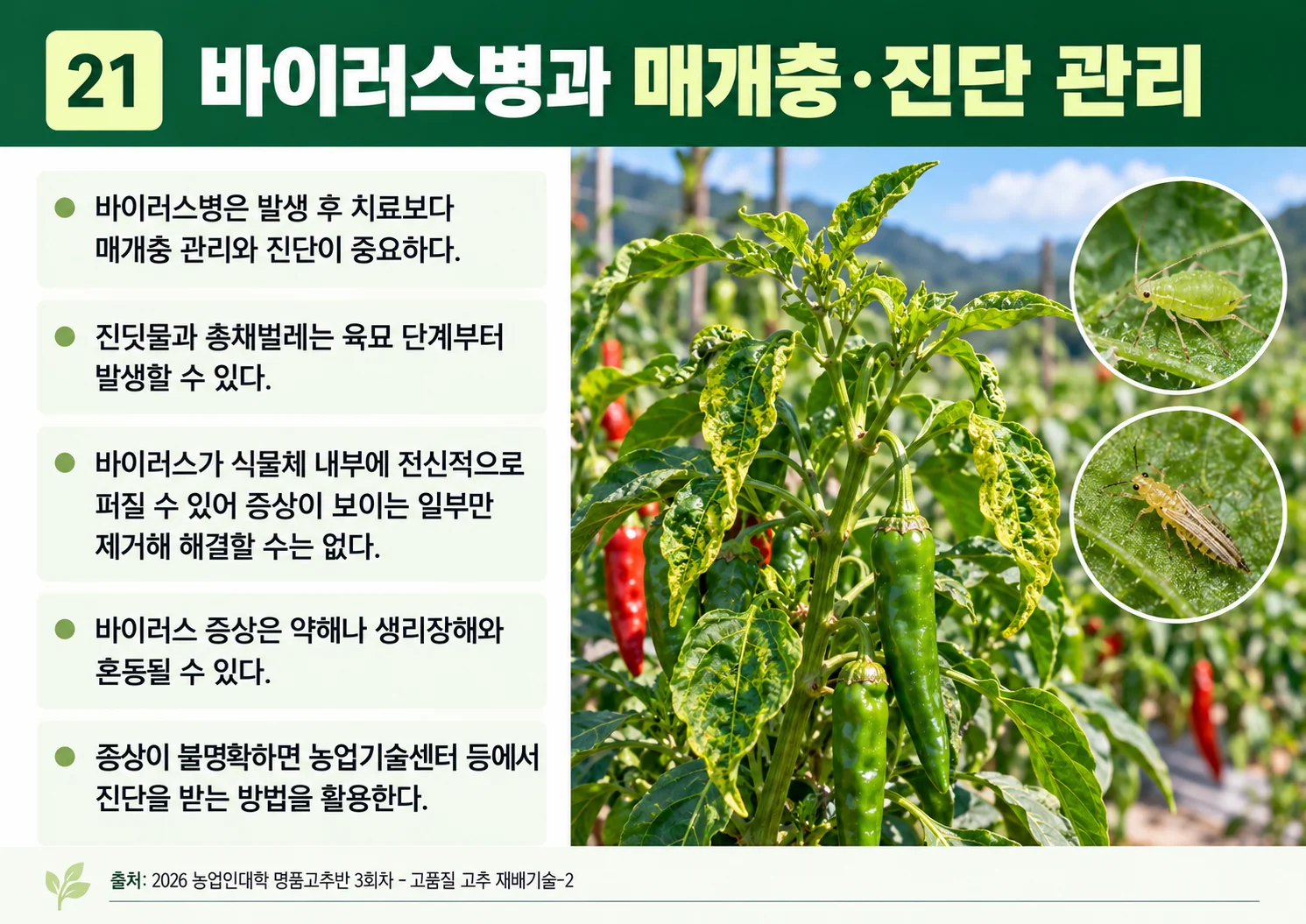 21_바이러스병과-매개충·진단-관리.webp