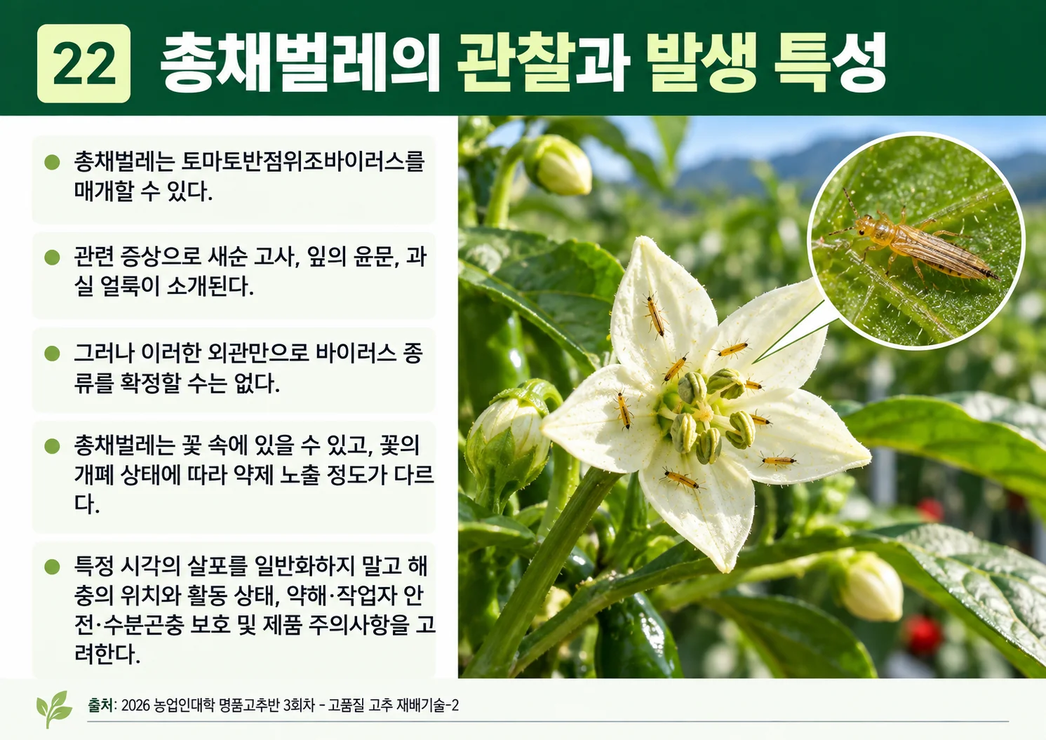 22_총채벌레의-관찰과-발생-특성.webp