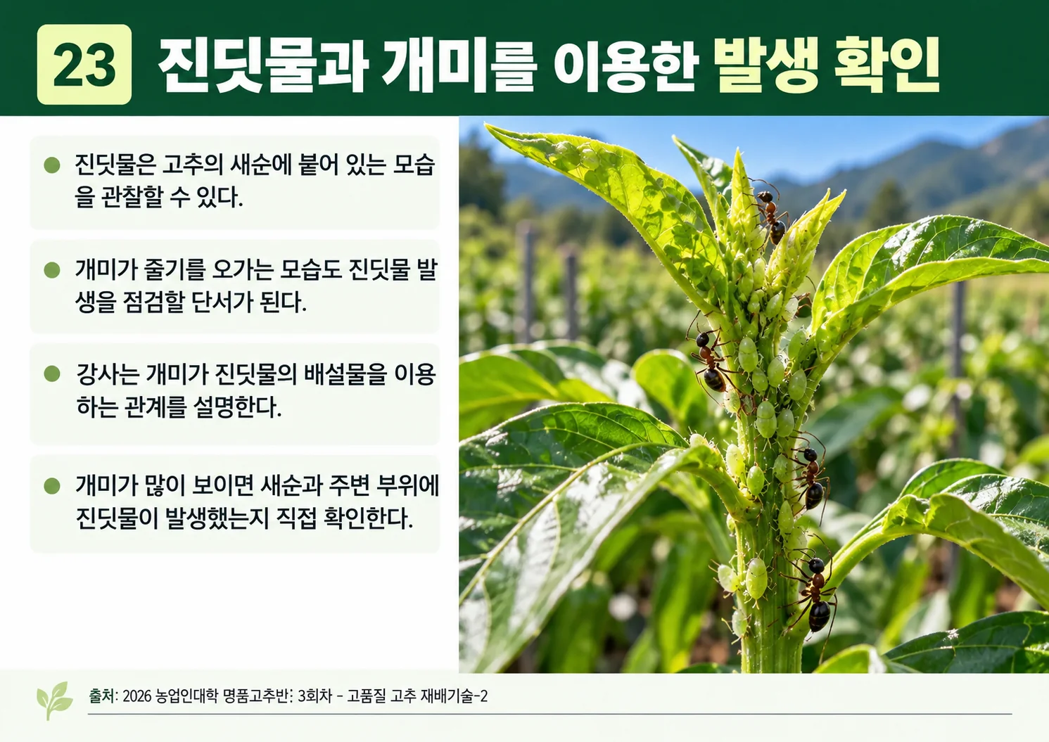23_진딧물과-개미를-이용한-발생-확인.webp