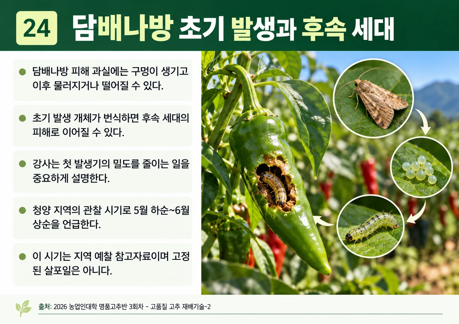 24_담배나방-초기-발생과-후속-세대.webp